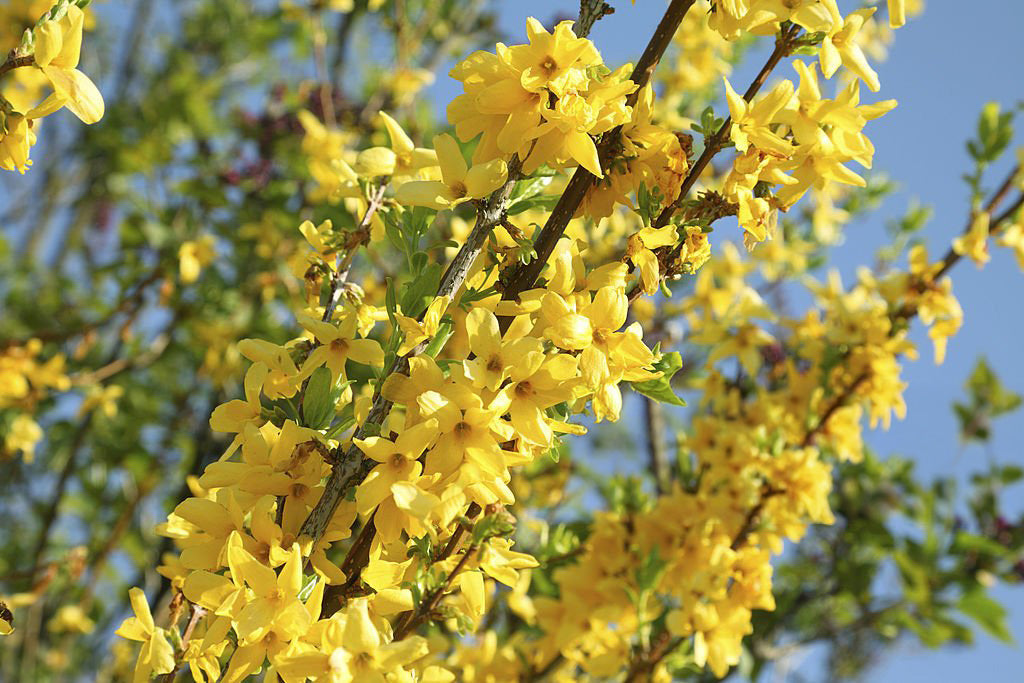 2G Forsythia