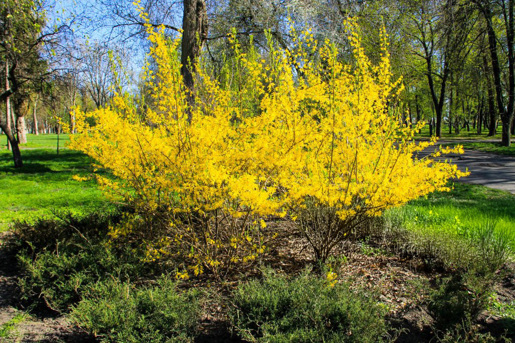 2G Forsythia