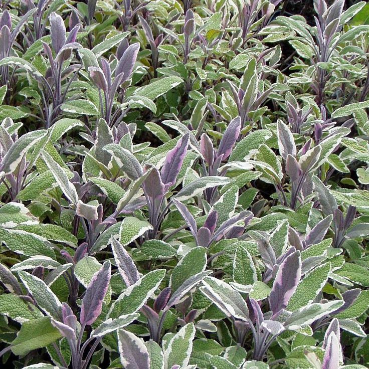 4" Sage Herb
