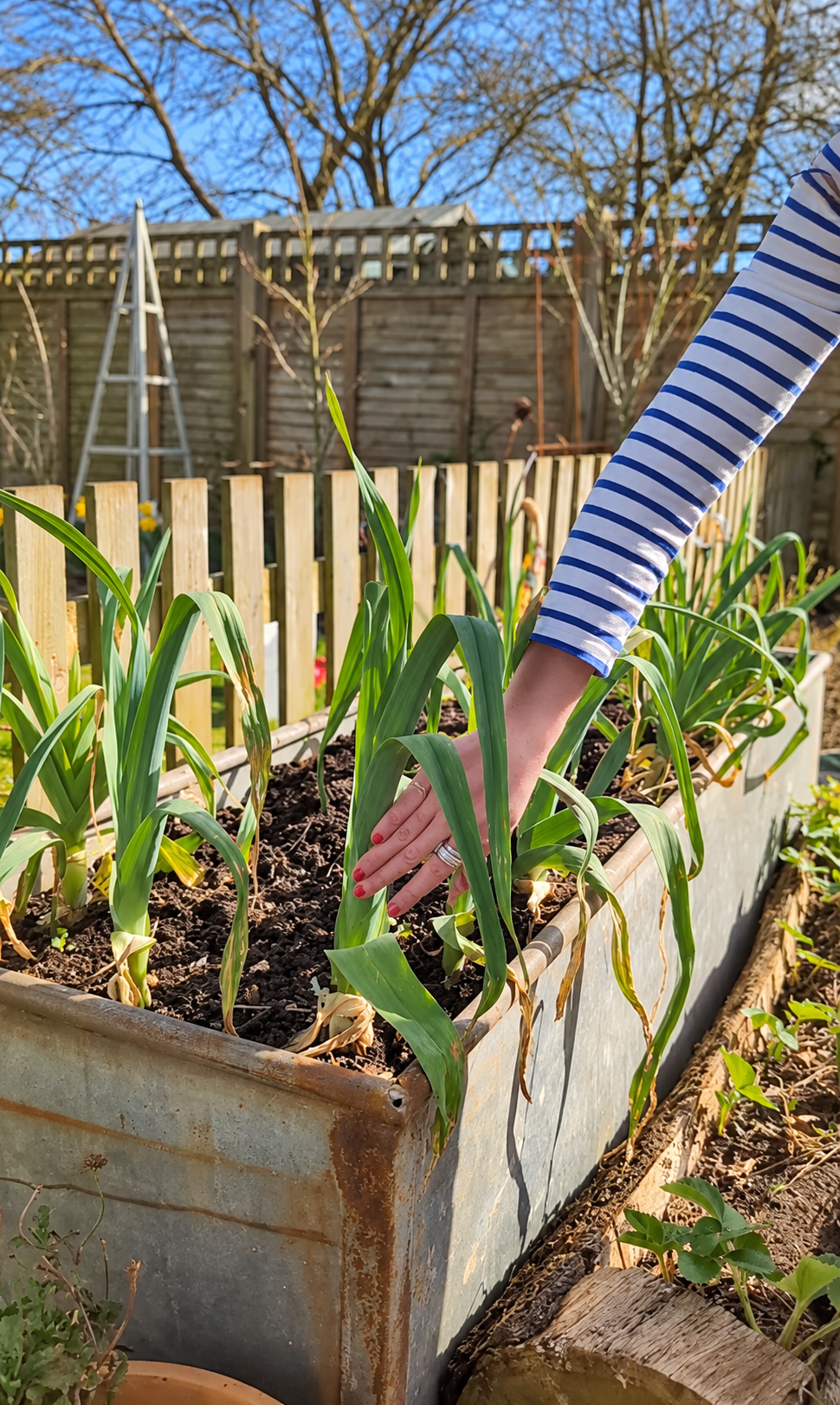 606 Leeks Vegetable Starts