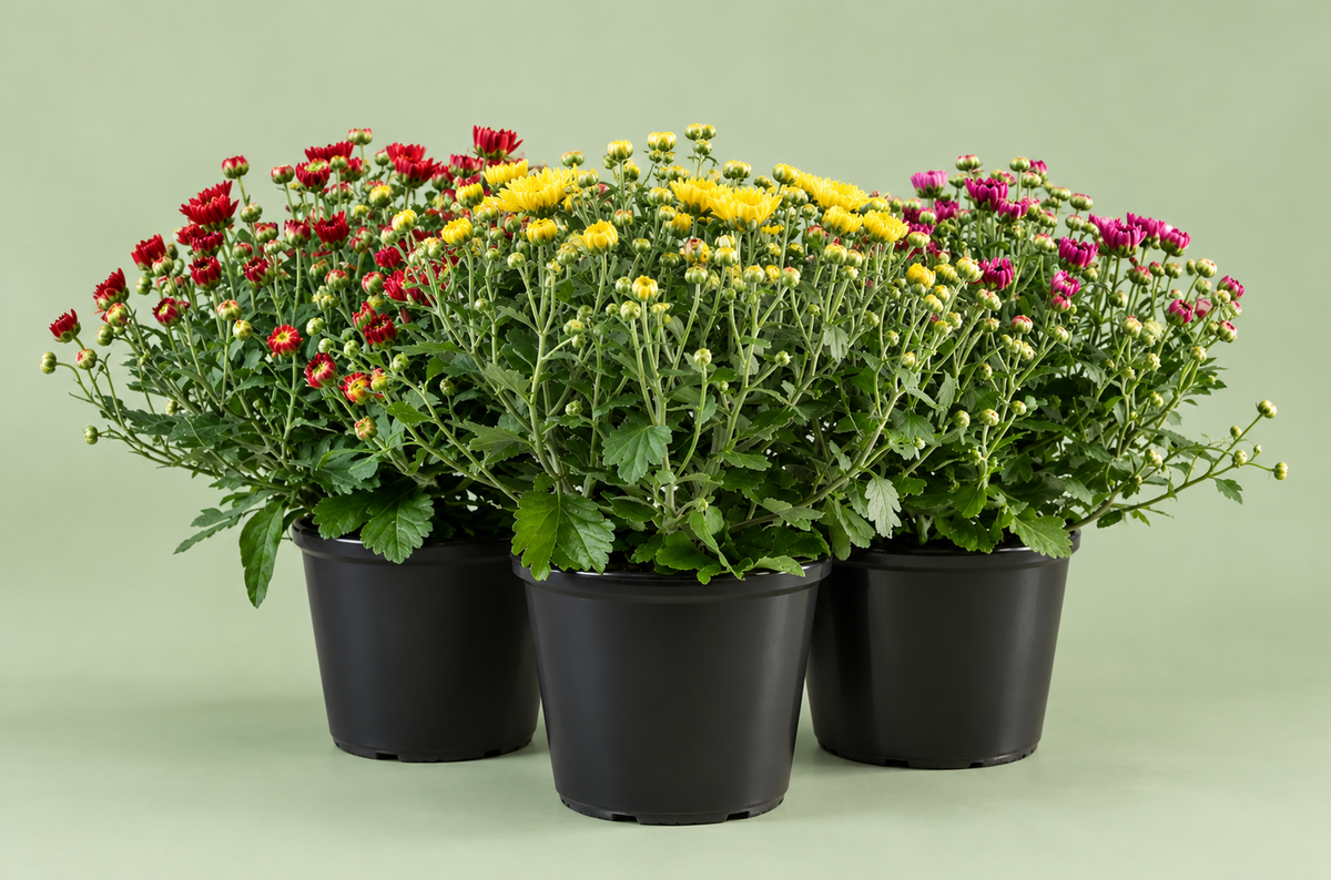 4" Mixed Garden Mums
