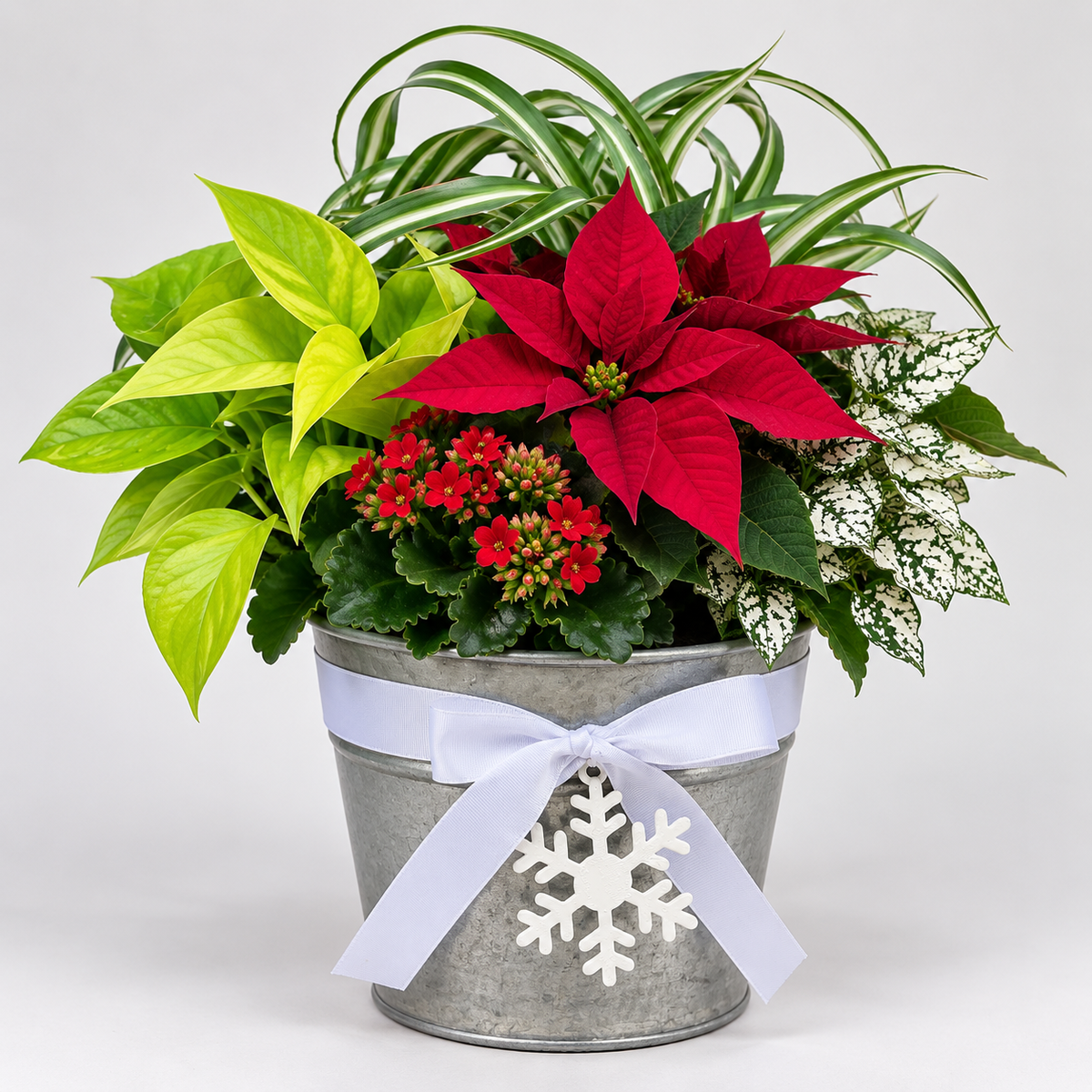Small Holiday Planter – 6" Pot