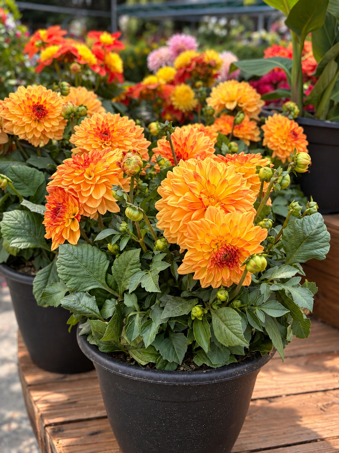 Dahlia – 10" Pot