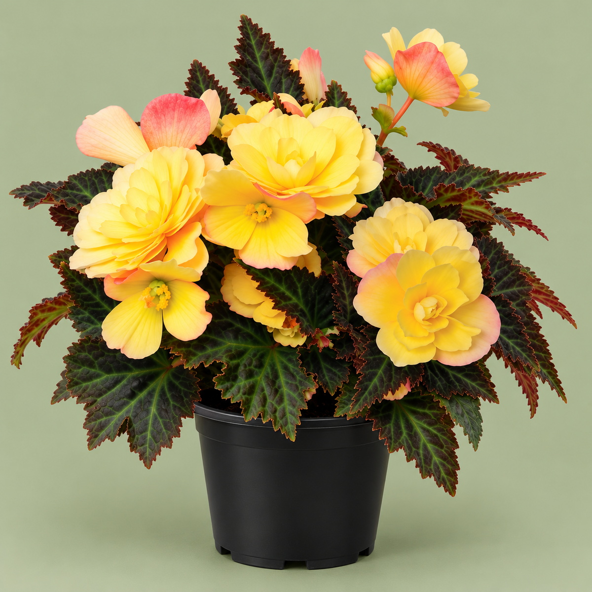Begonia I’Conia ‘Bacio’ Assorted – 6" Pot
