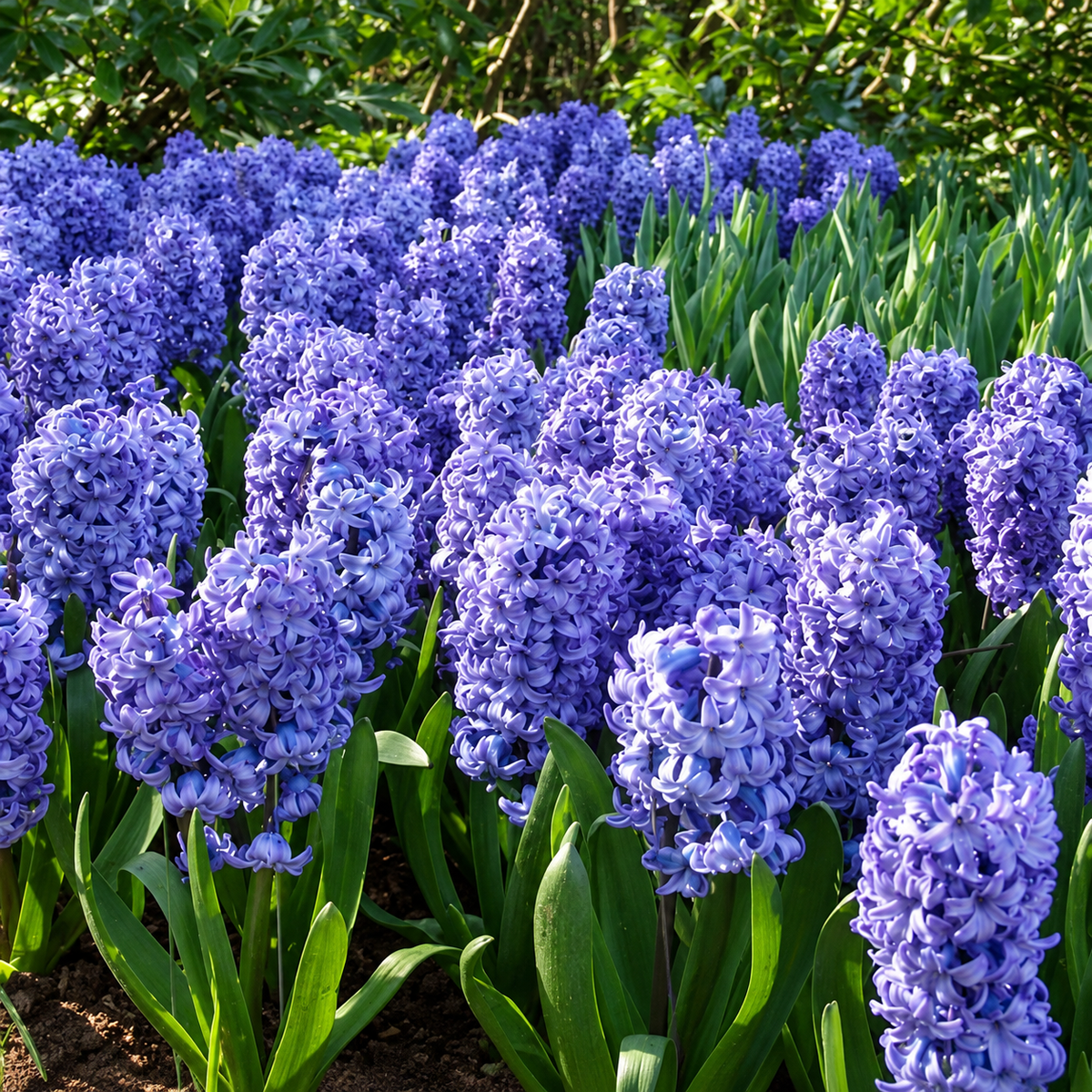 Hyacinth Bulb ‘Delft Blue’