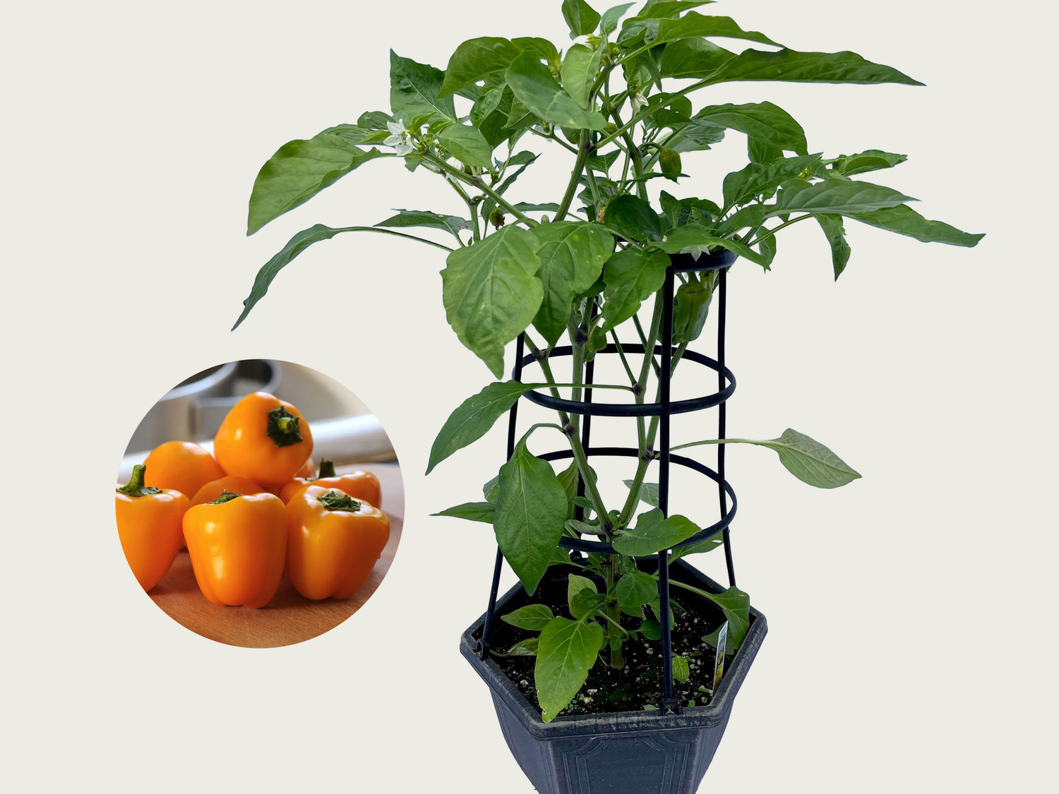 FUND 3 Gallon Pepper