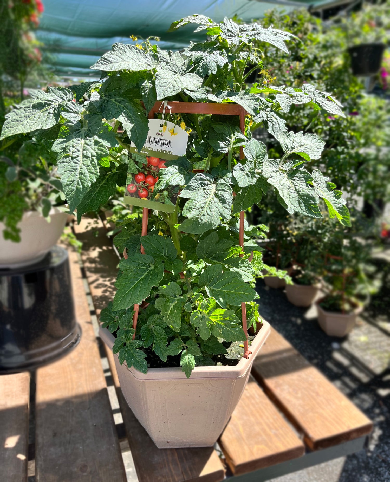 3G Tomato