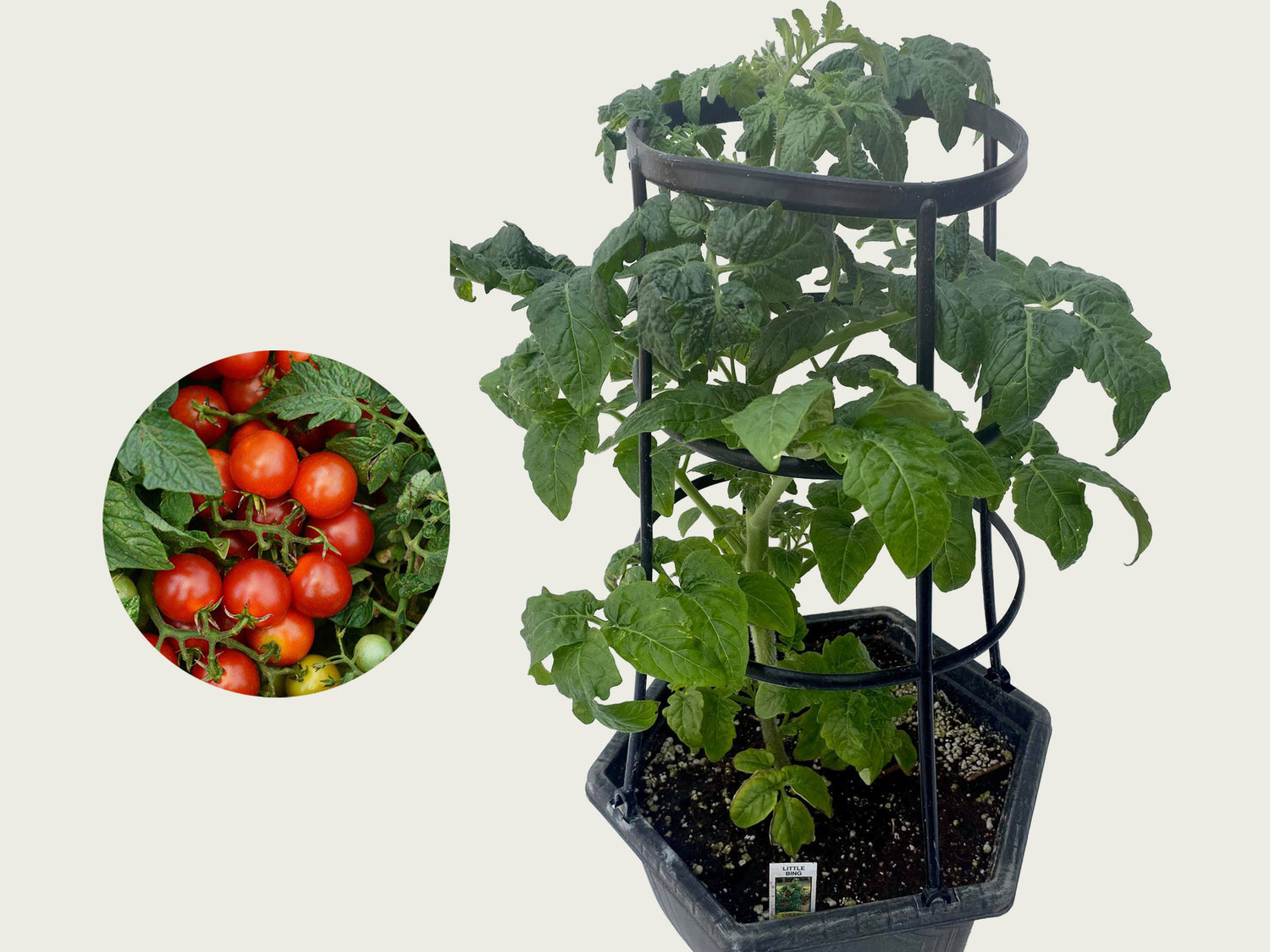 FUND 3 Gallon Tomato
