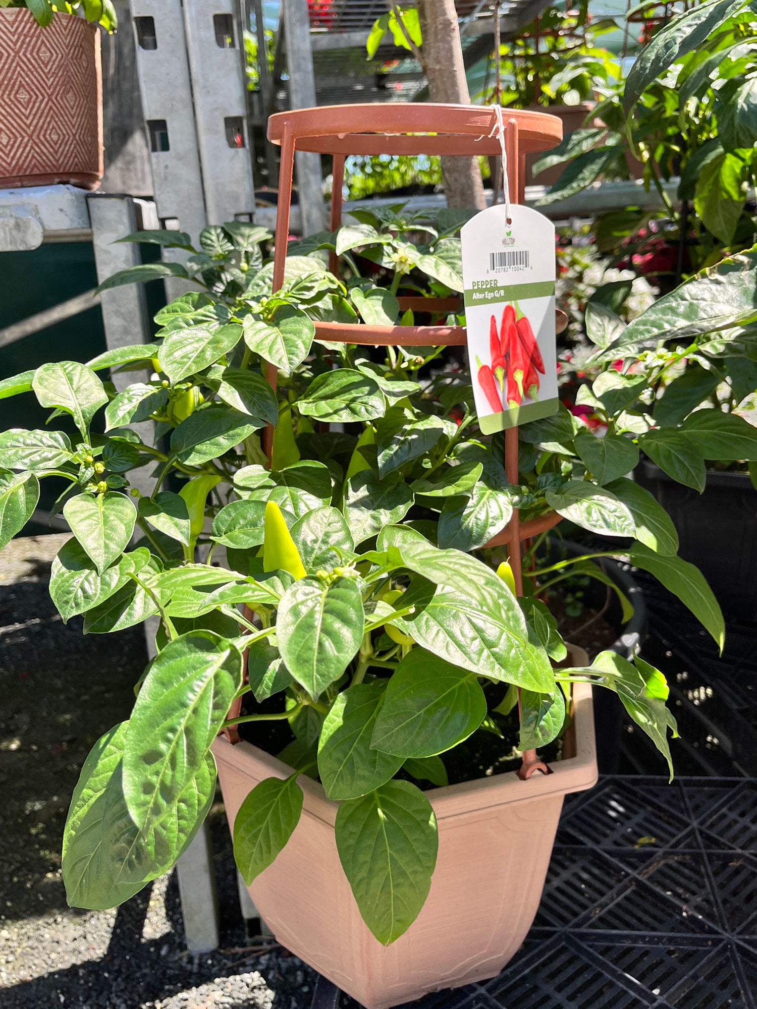3 Gal Pepper