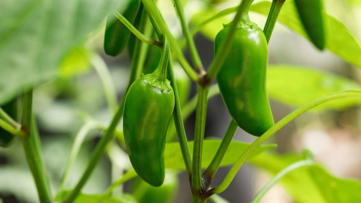 Pepper Plant – 3 Gal Pot