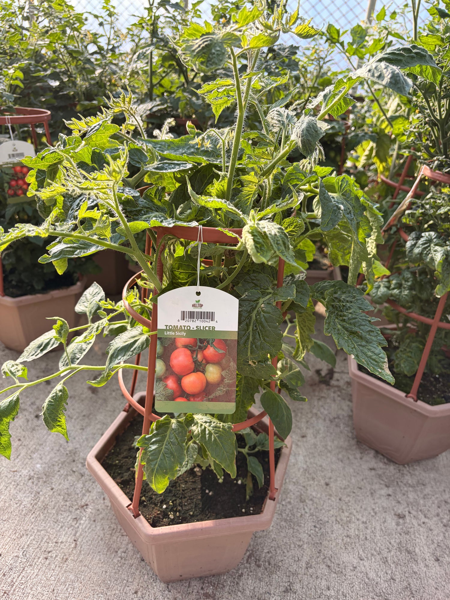 3G Tomato