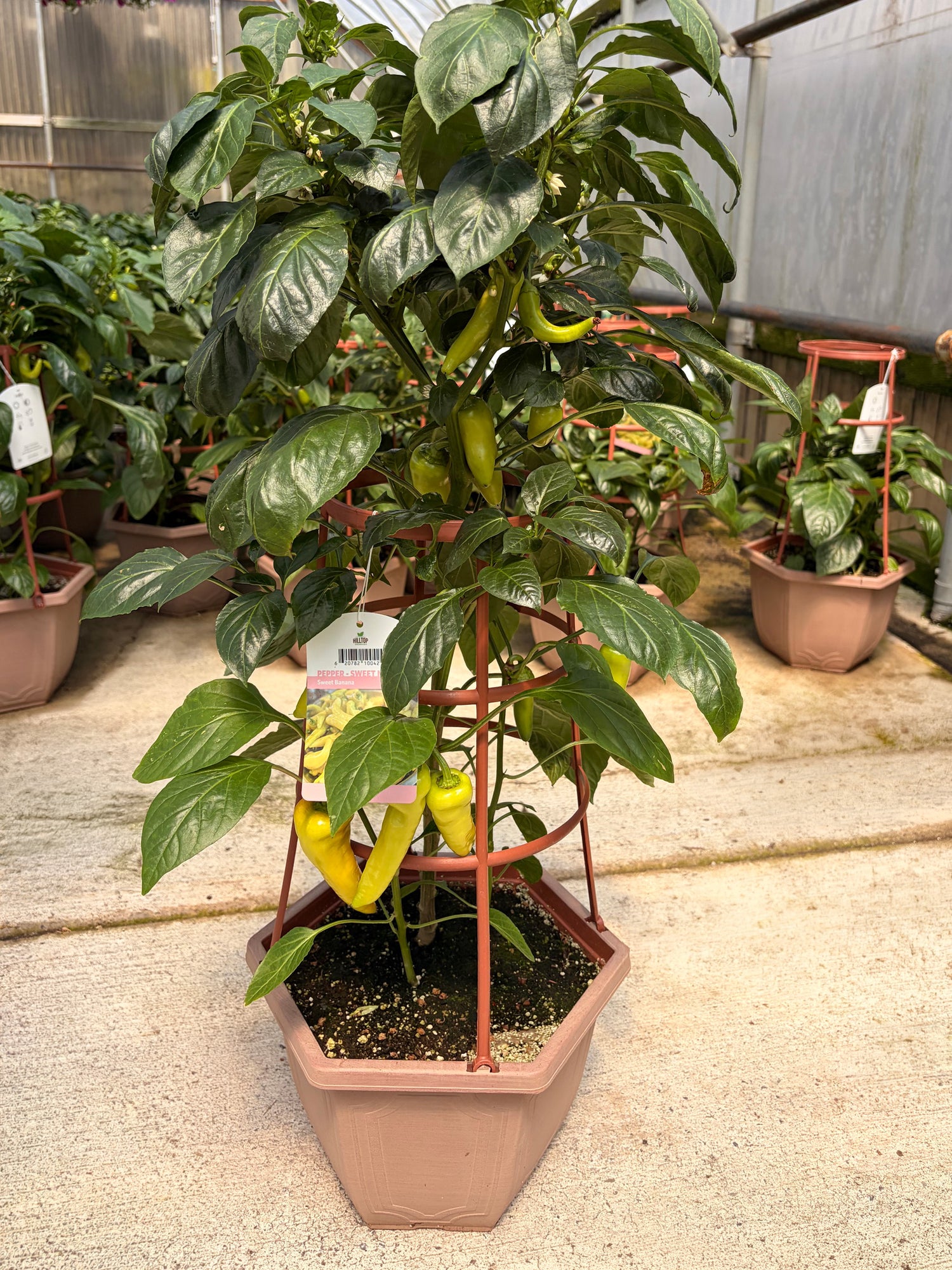 3 Gal Pepper
