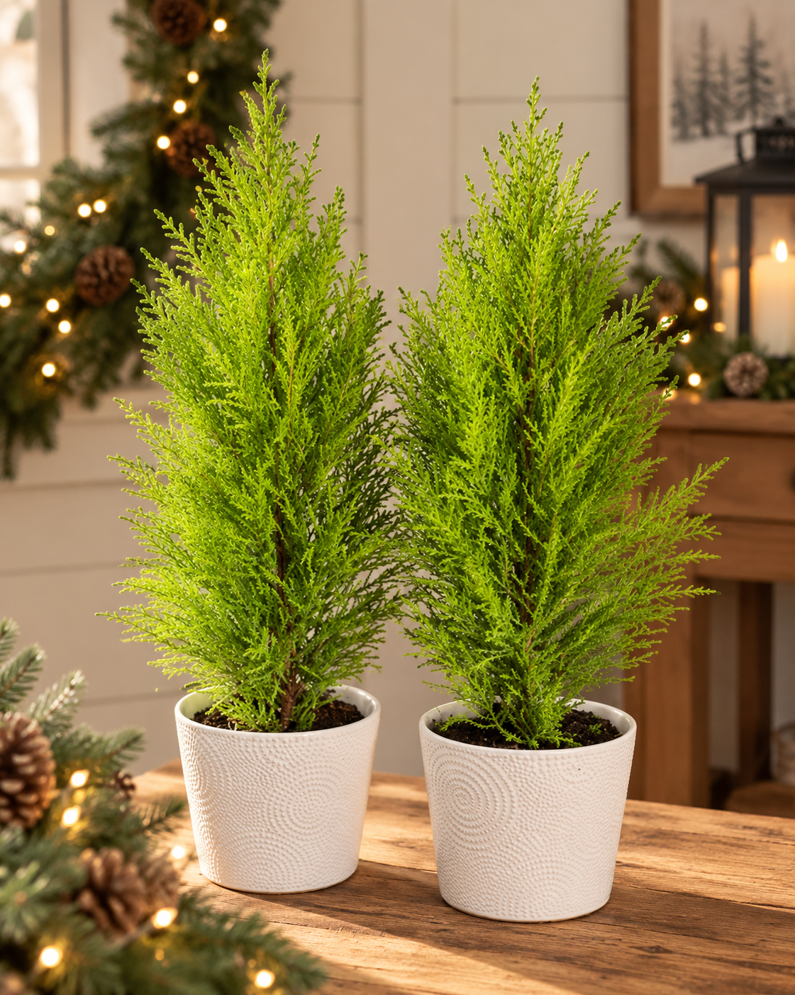 Lemon Cypress ‘Goldcrest Wilma’ Tree - 6" Pot