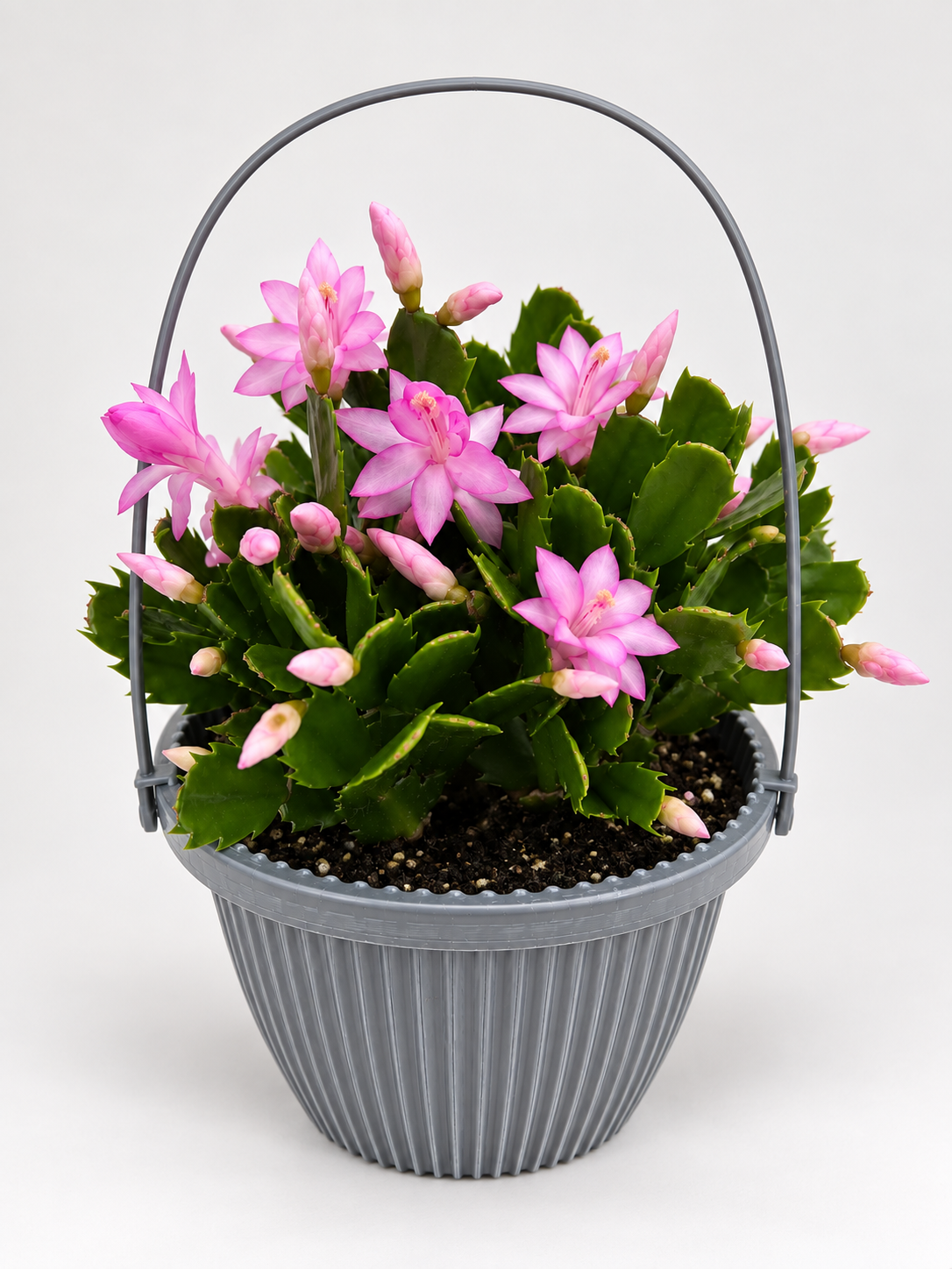 10" Zygo Hanging Basket — Christmas Cactus