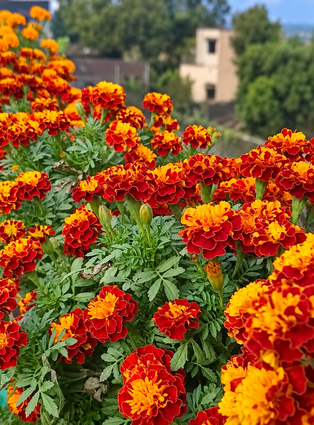 Marigold ‘Fireball’ – 4" Pot