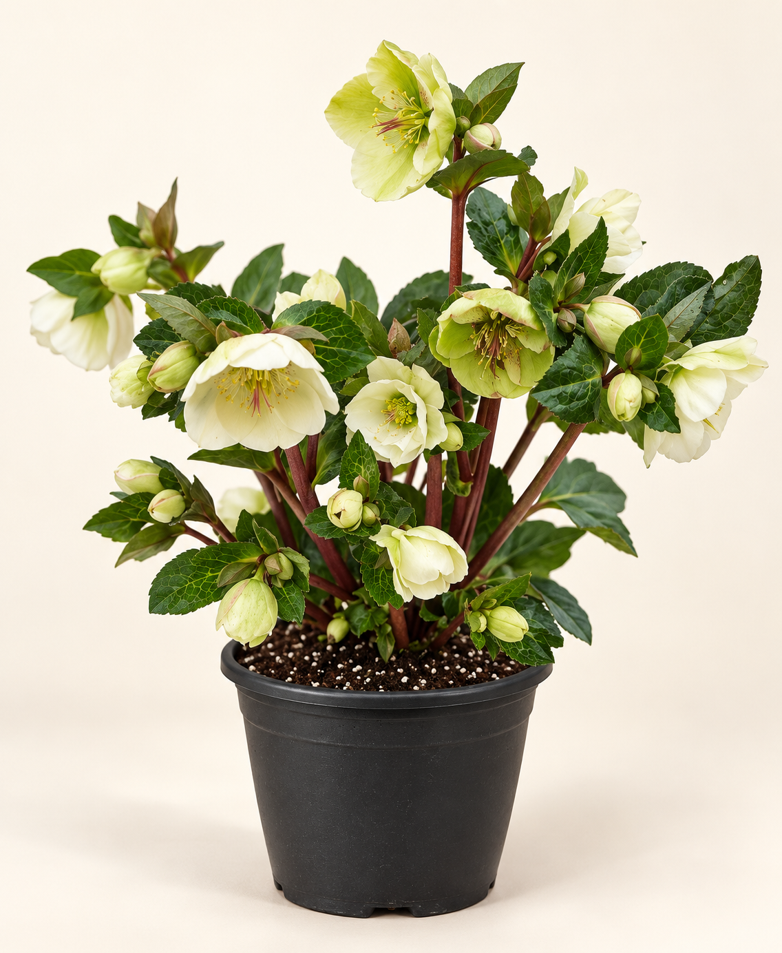 6" Hellebore – Assorted Colours