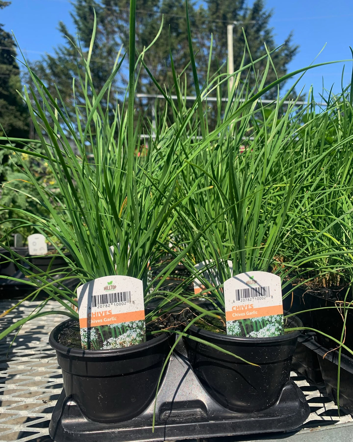 4" Chives