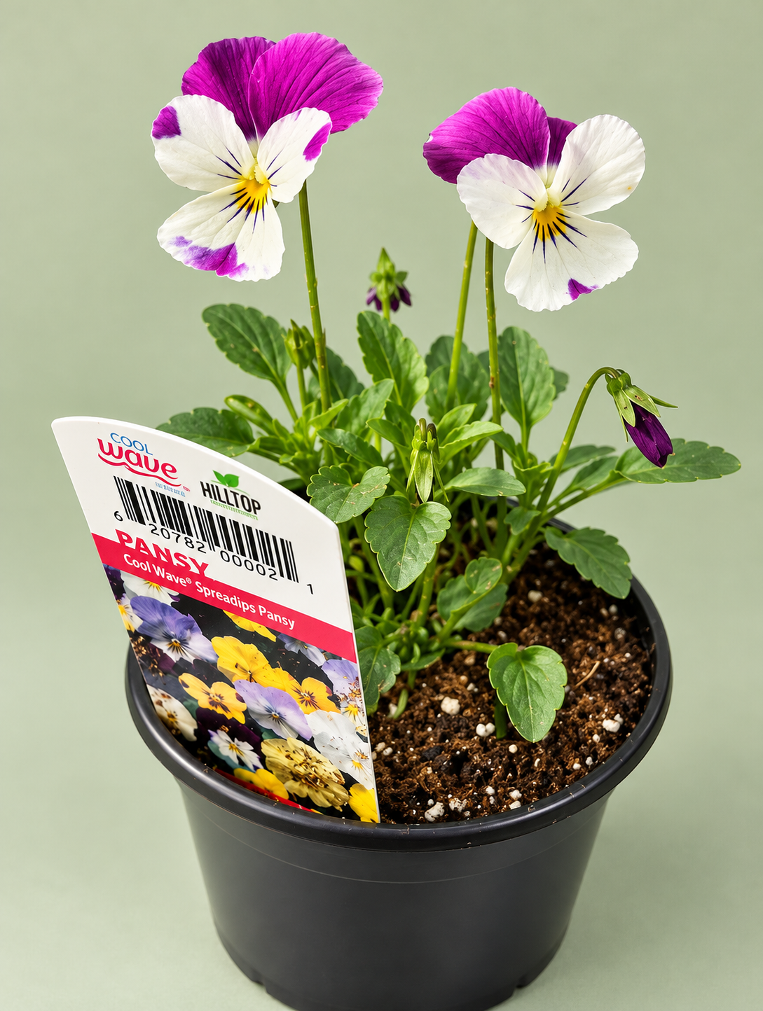 4" Cool Wave® Pansy