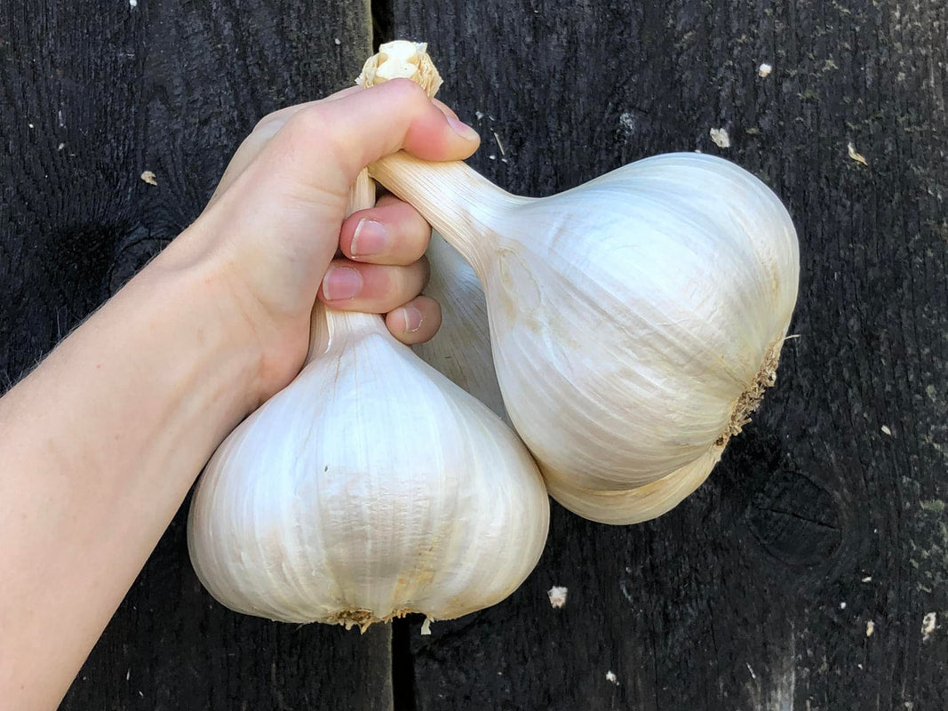 Elephant Garlic Bulbs – Giant Garlic