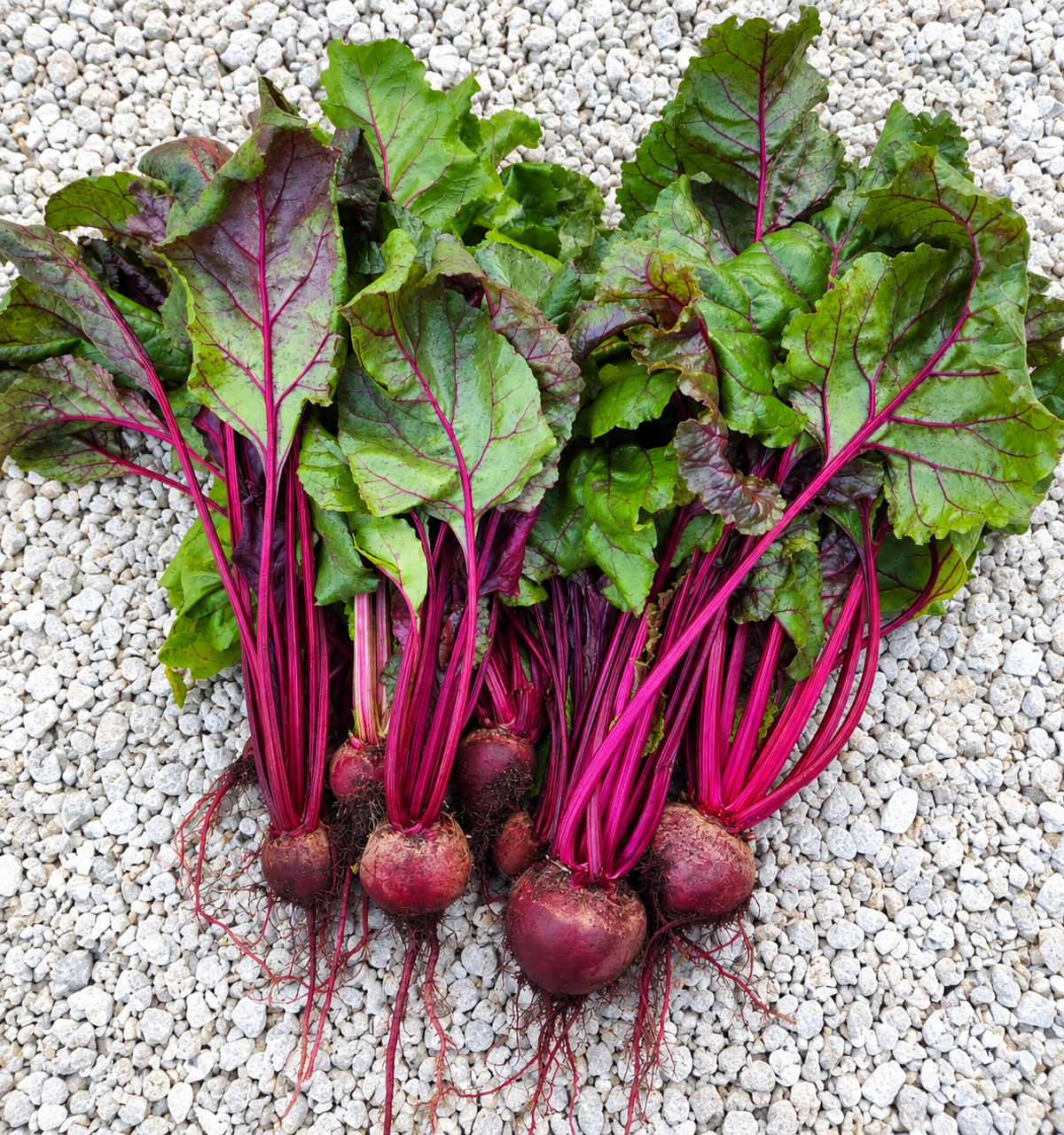 606 Beets Vegetable Tray
