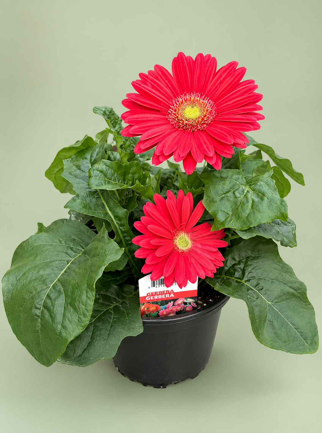6" Gerbera Revolution