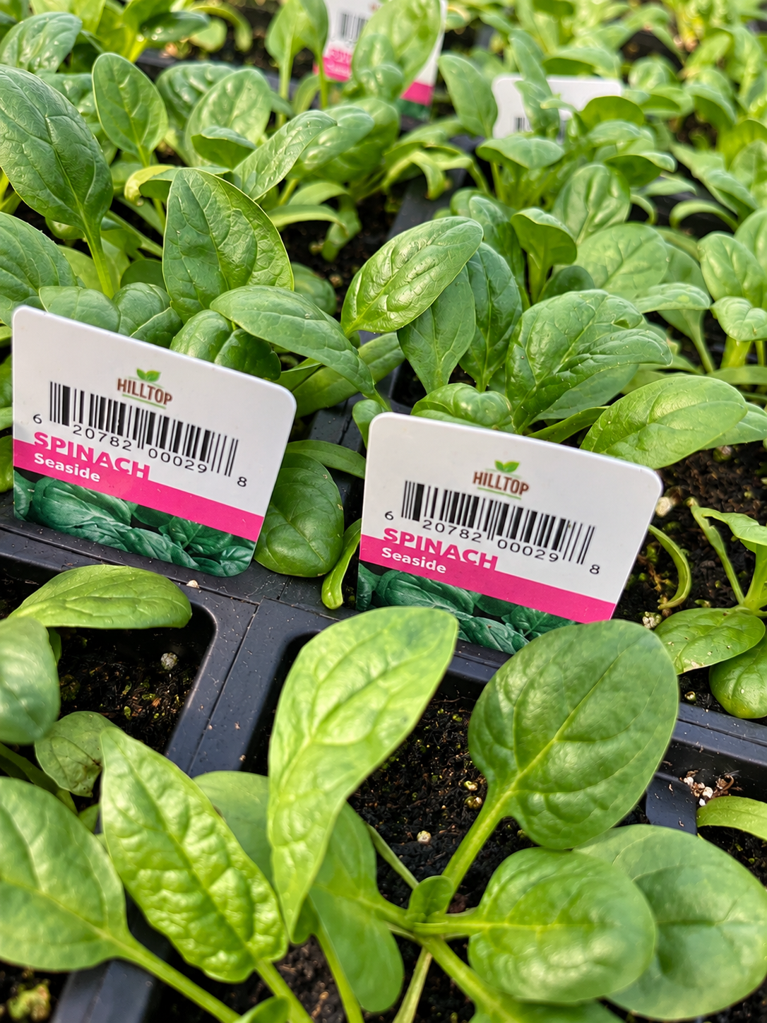 606 Spinach Vegetable Starts