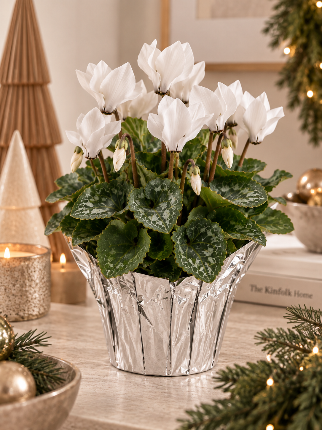 Cyclamen – Assorted Colours – 4" Pot