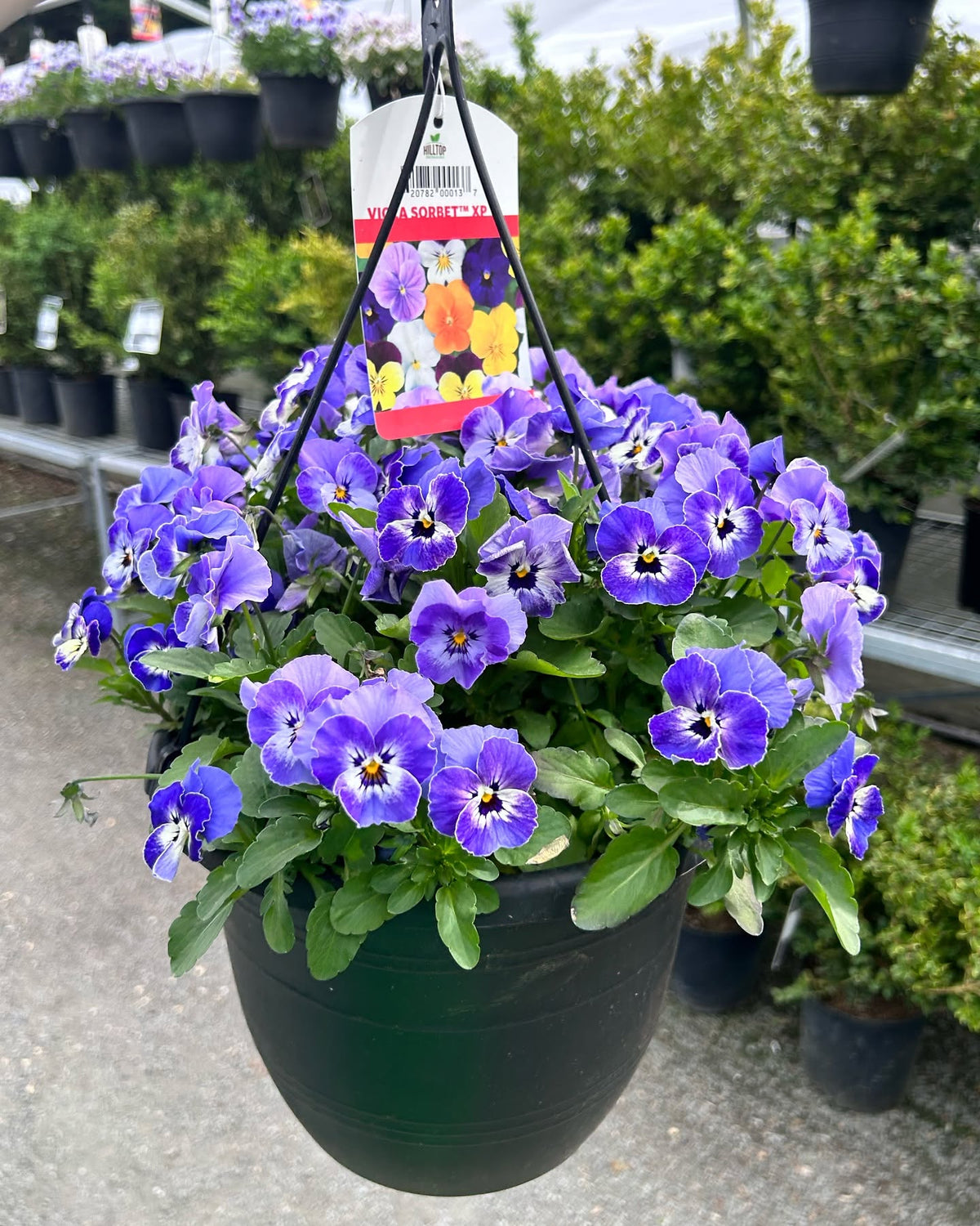 10" Mixed Viola Hanging Basket