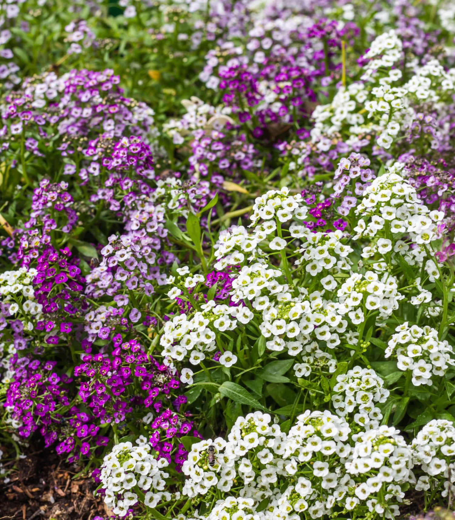 4" Alyssum Wonderland