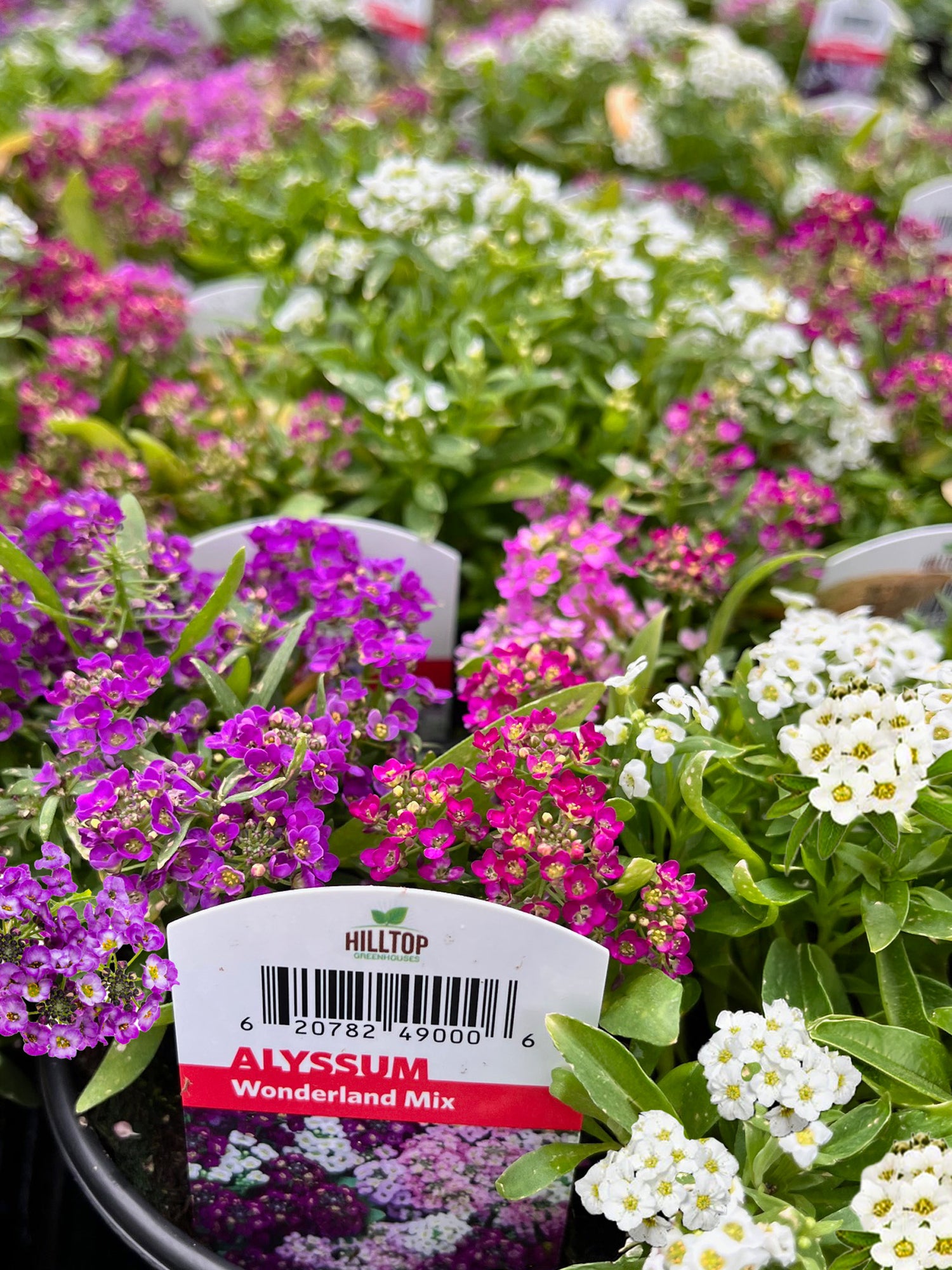 4" Alyssum Wonderland