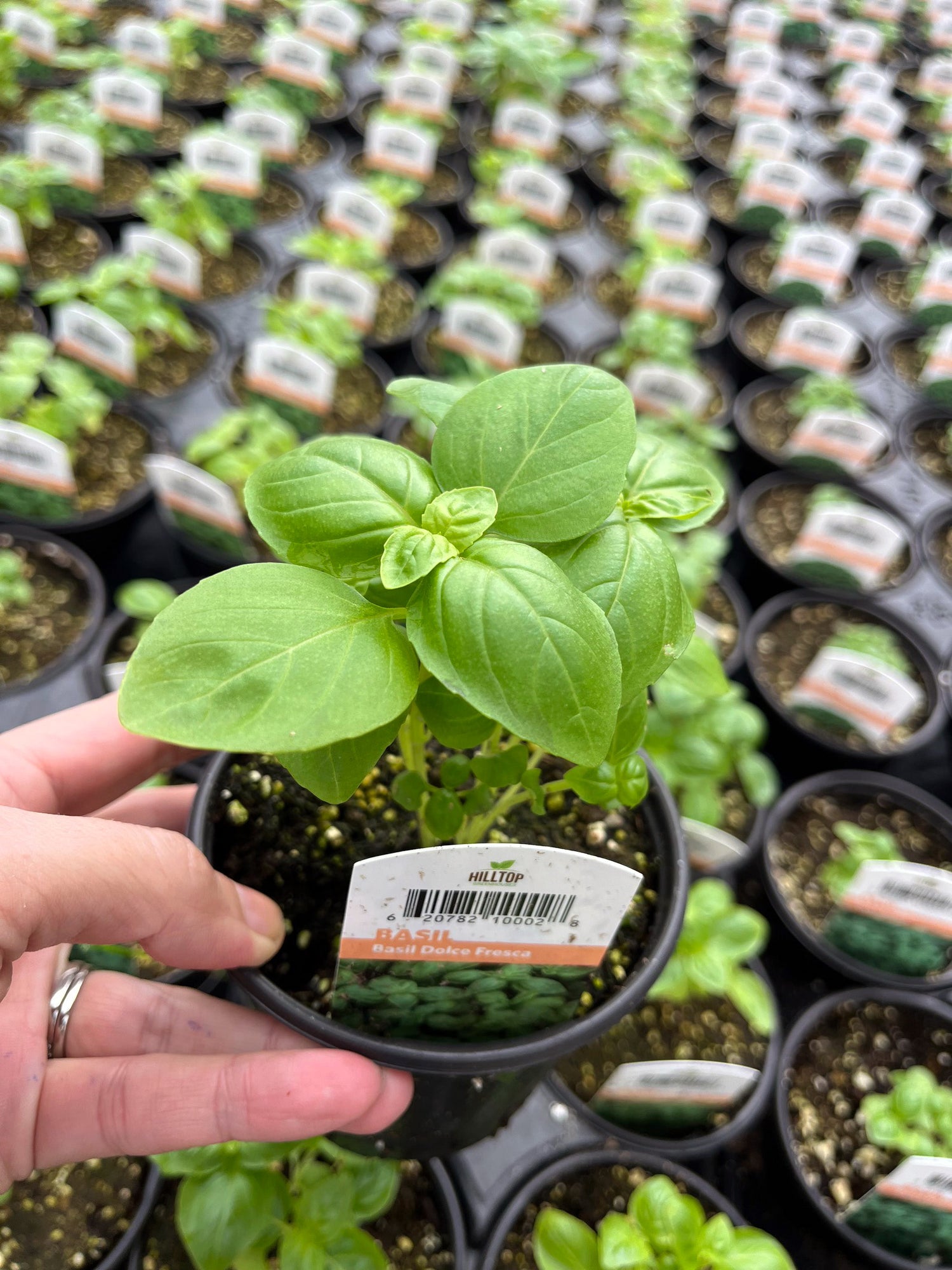 4" Basil