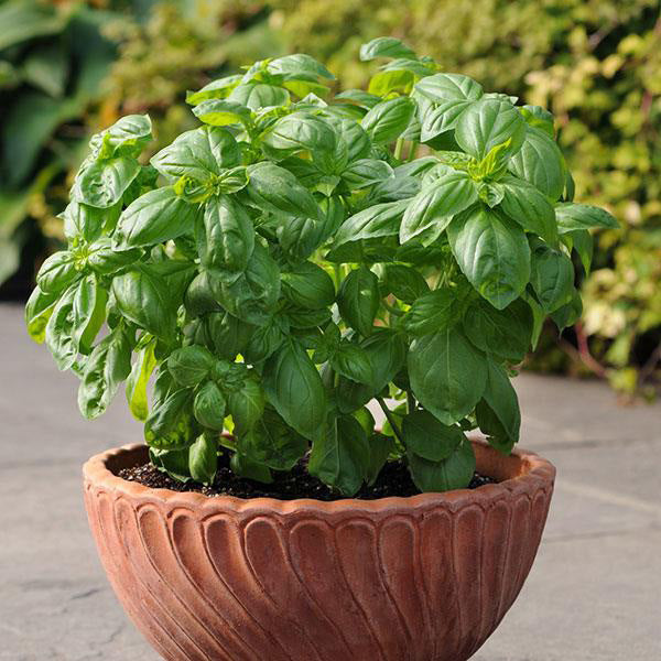 4" Basil