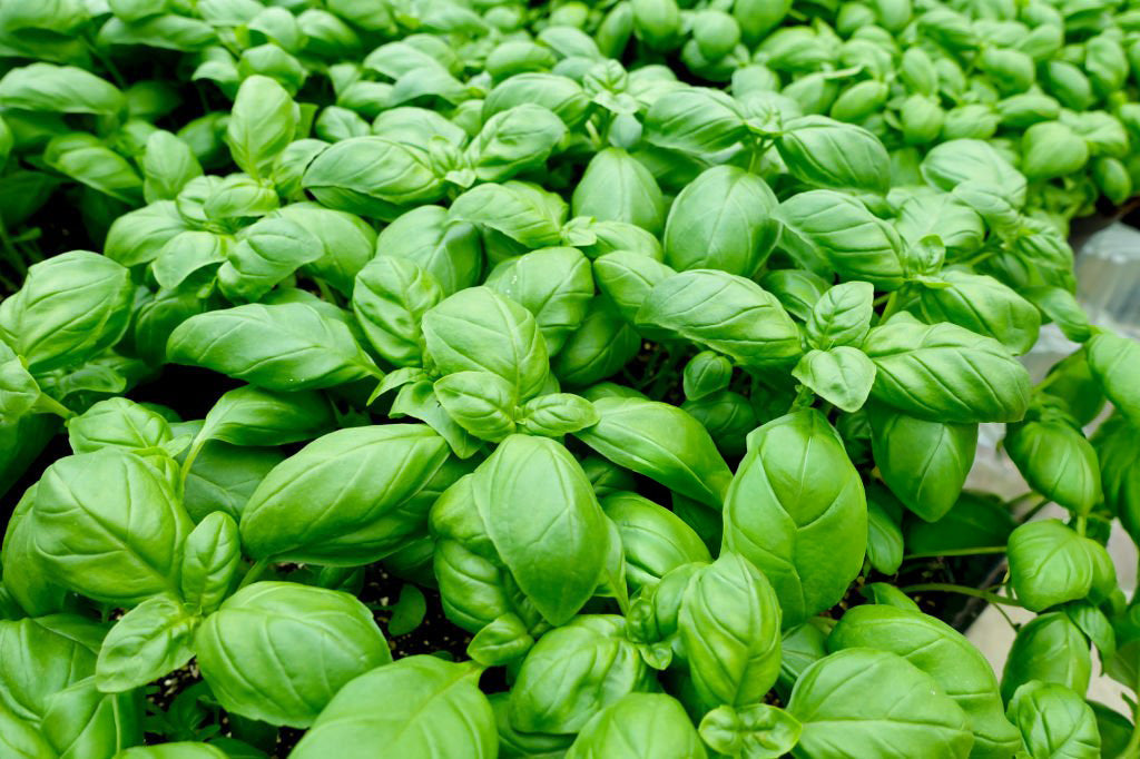 4" Basil