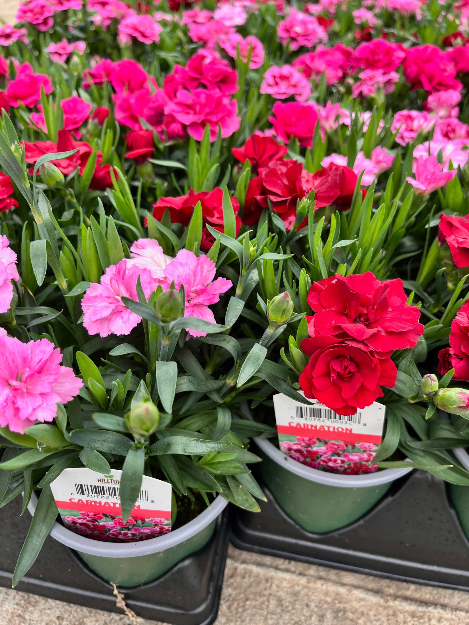 4" Carnation Oscar