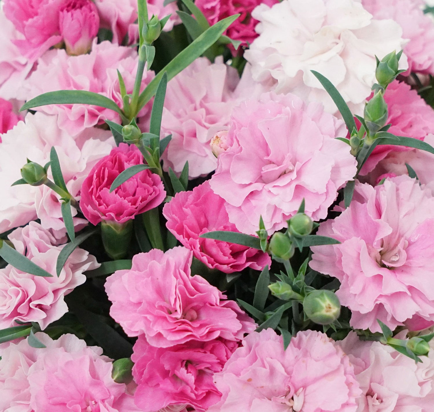 4" Carnation I Love You