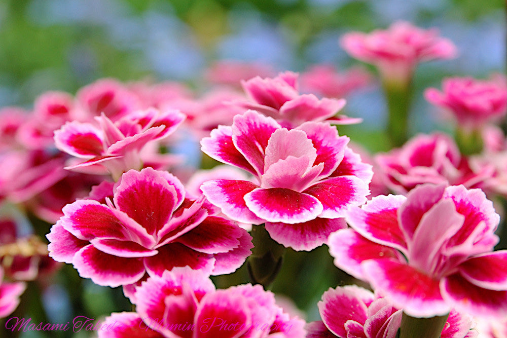 4" Carnation Pink Kisses