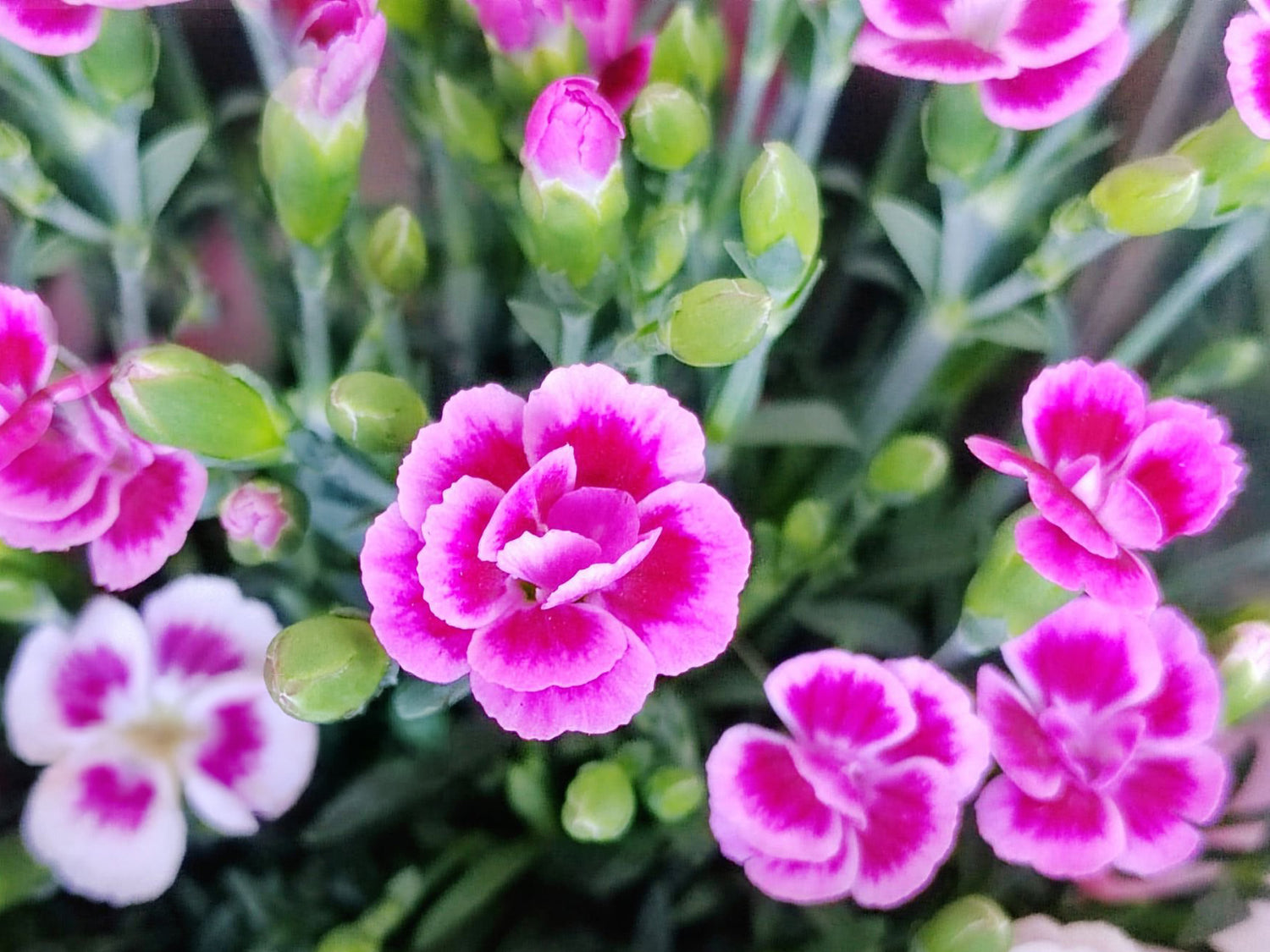 4" Carnation Pink Kisses