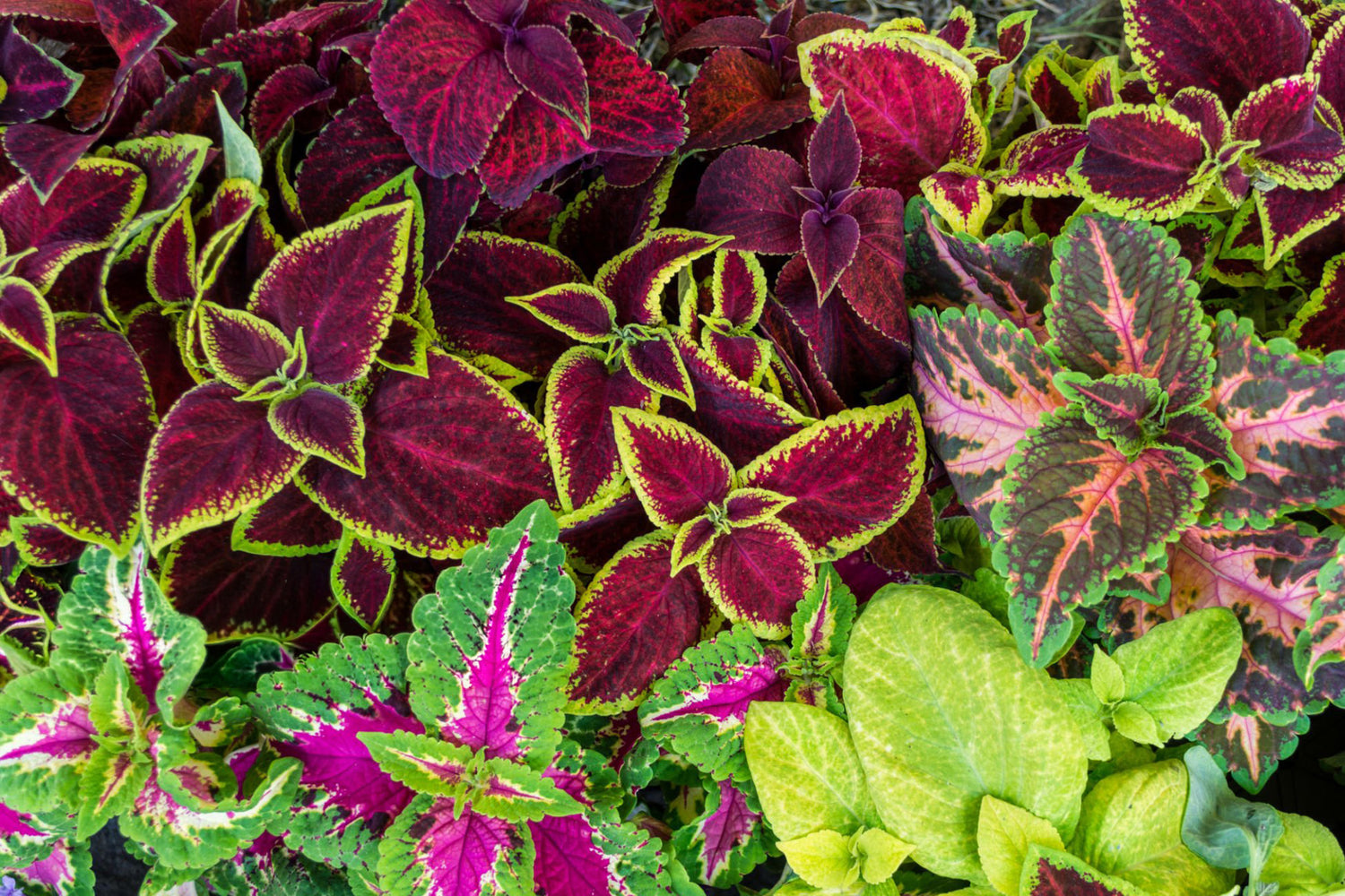 4" Coleus Mainstreet