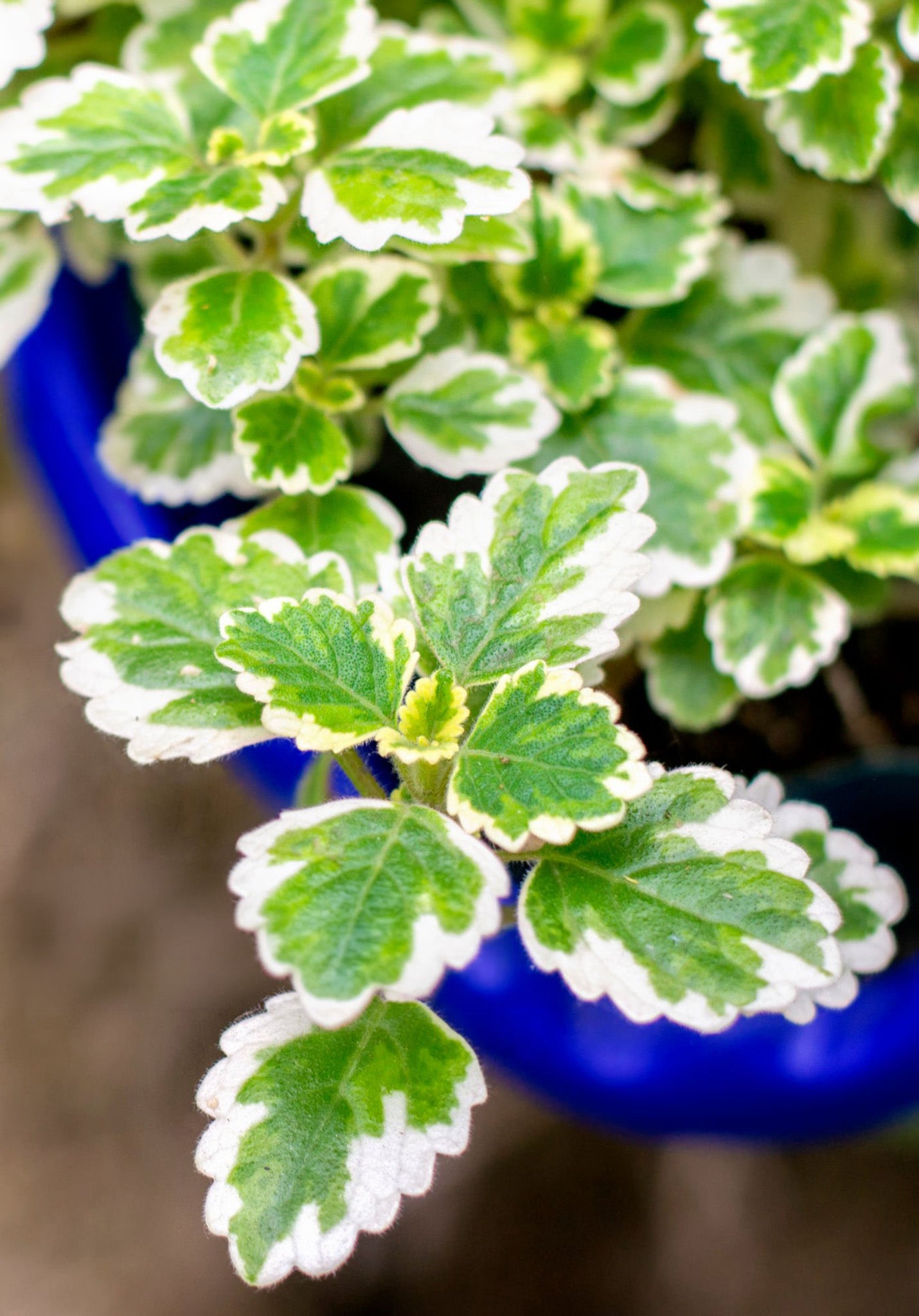 4" Glechoma Creeping Charlie