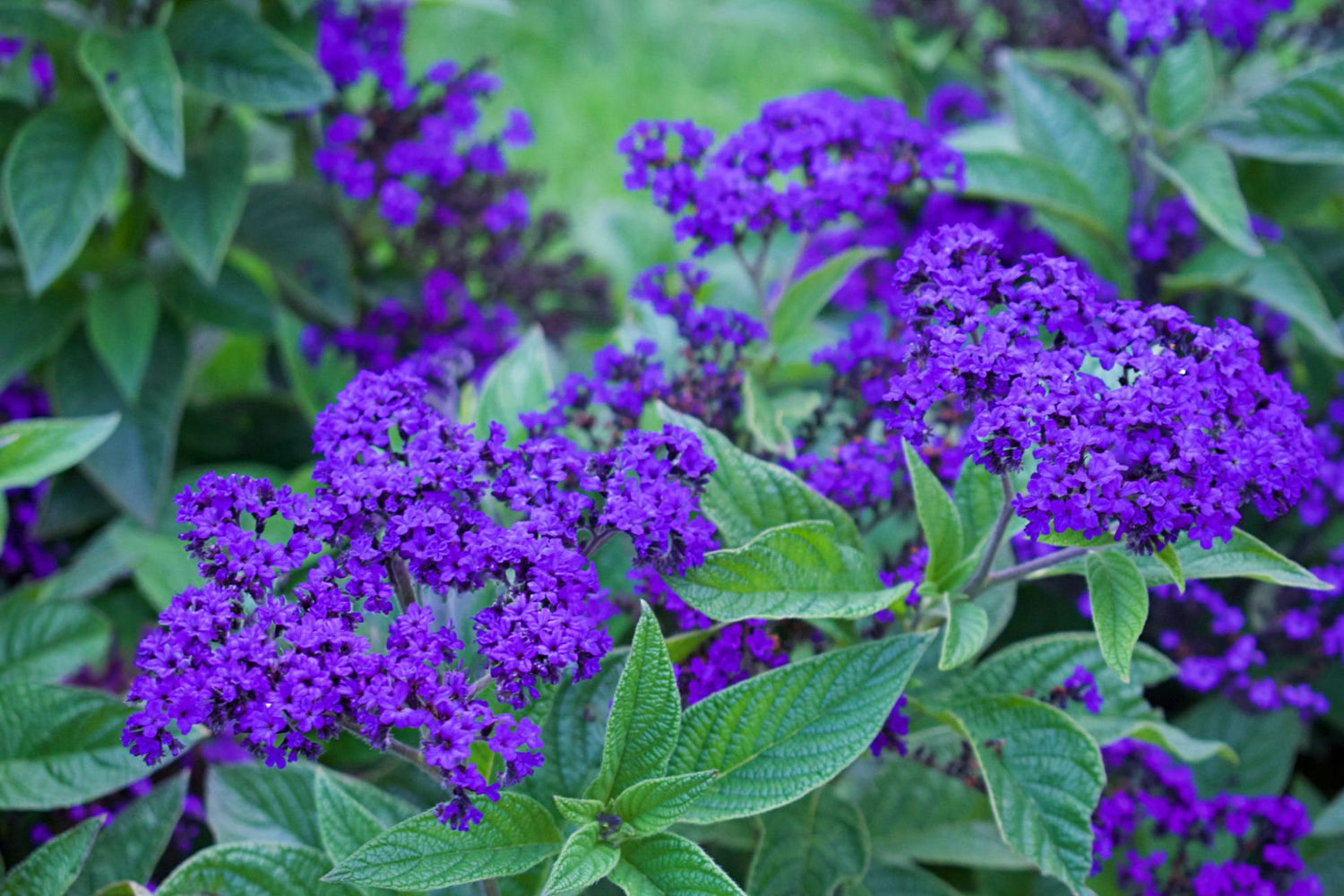 4" Heliotrope