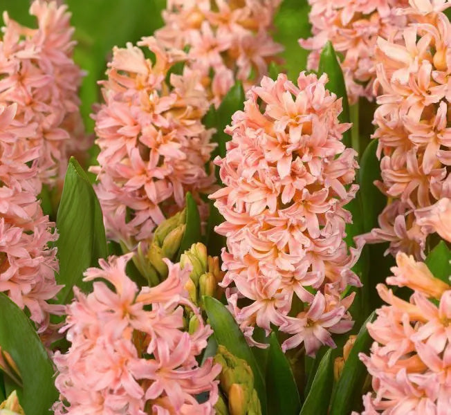 4" Hyacinthus