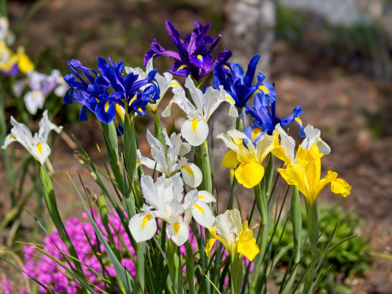 4" Iris