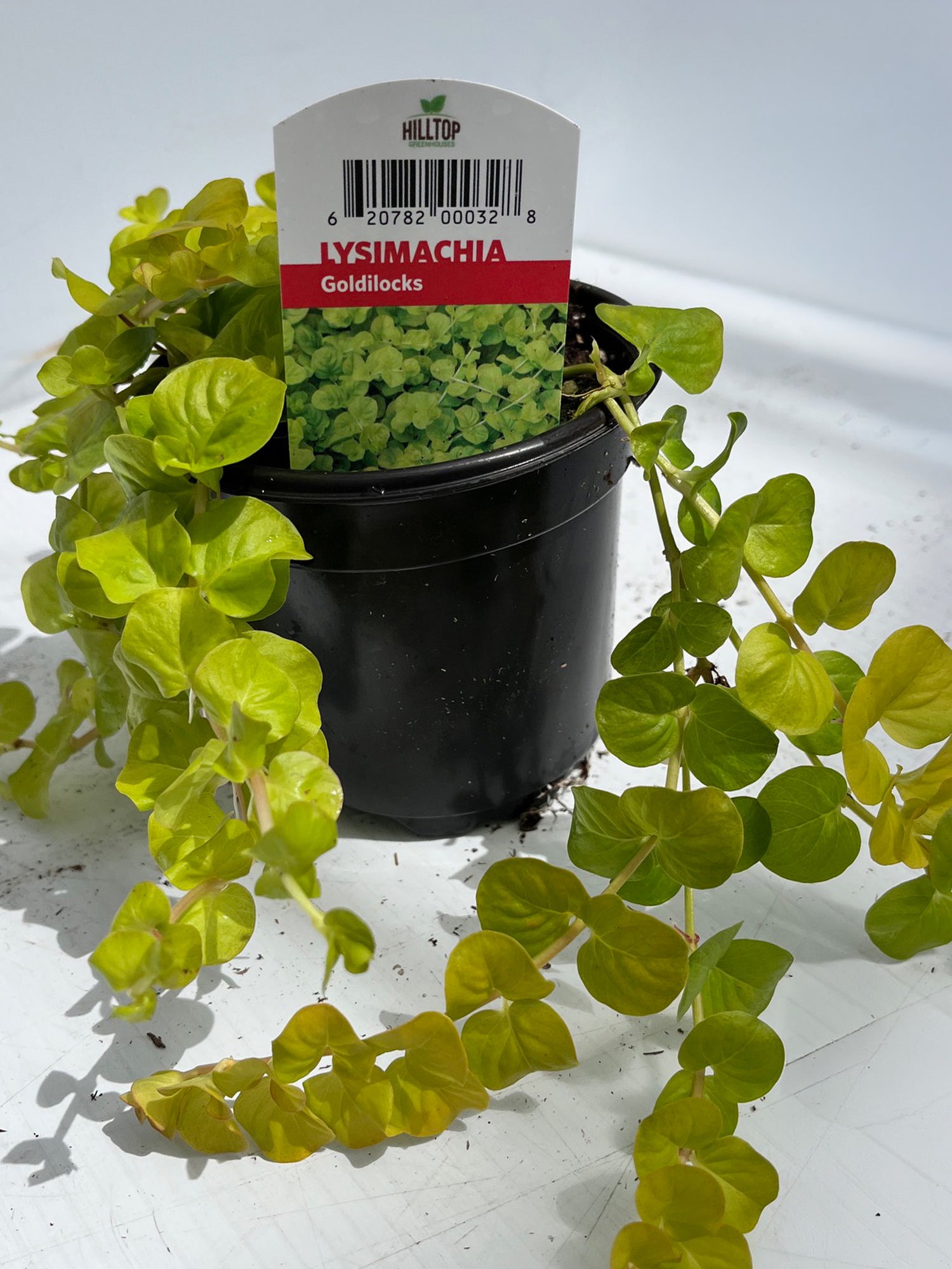 4" Lysimachia Goldilocks