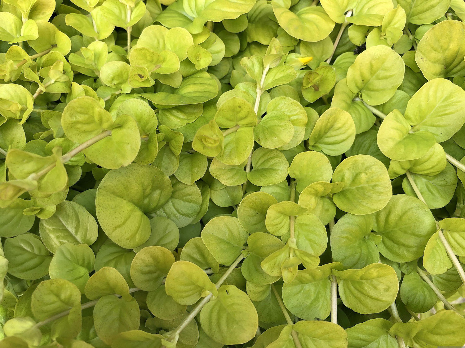 4" Lysimachia Goldilocks