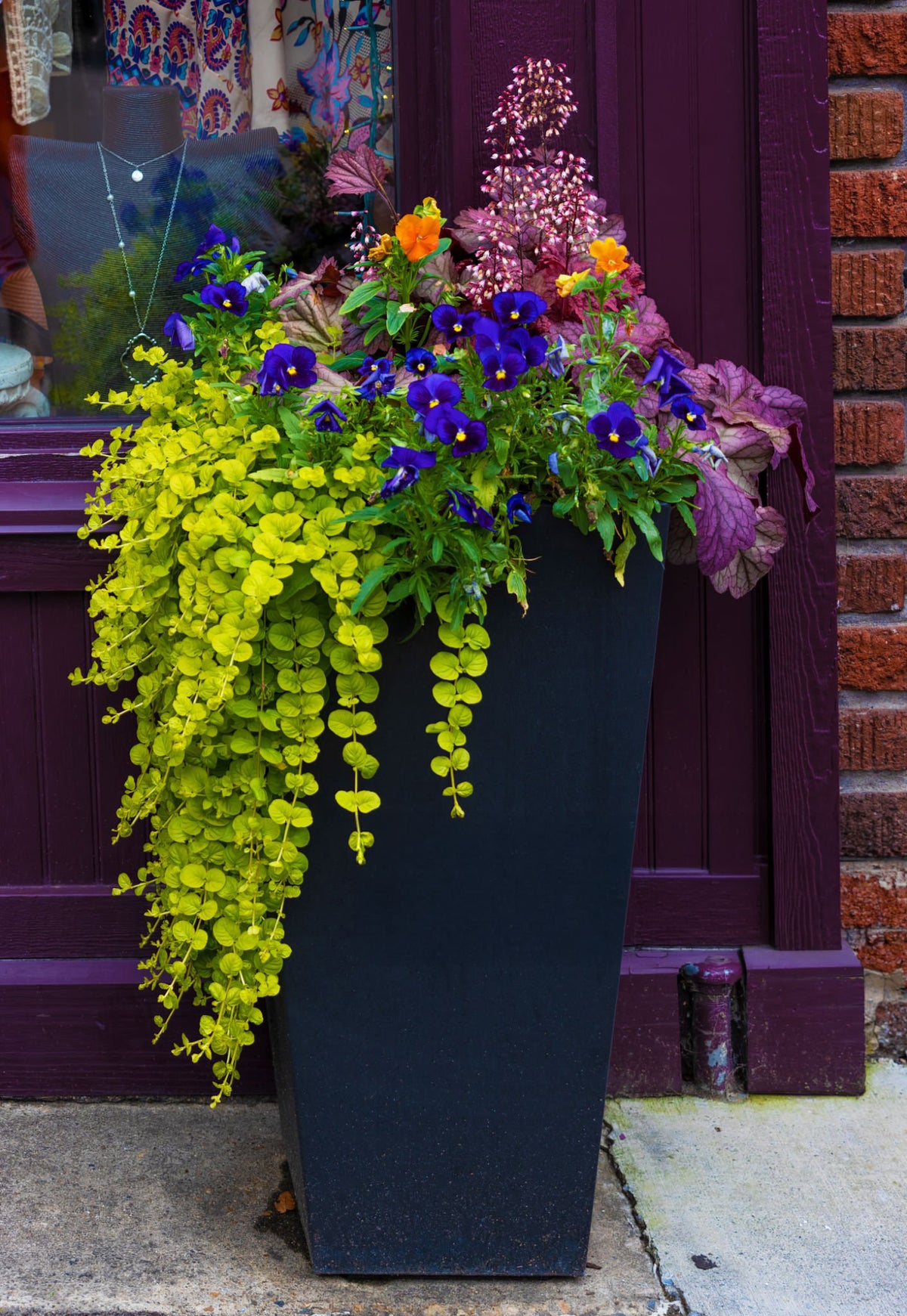 Lysimachia ‘Goldilocks’ – 4" Pot