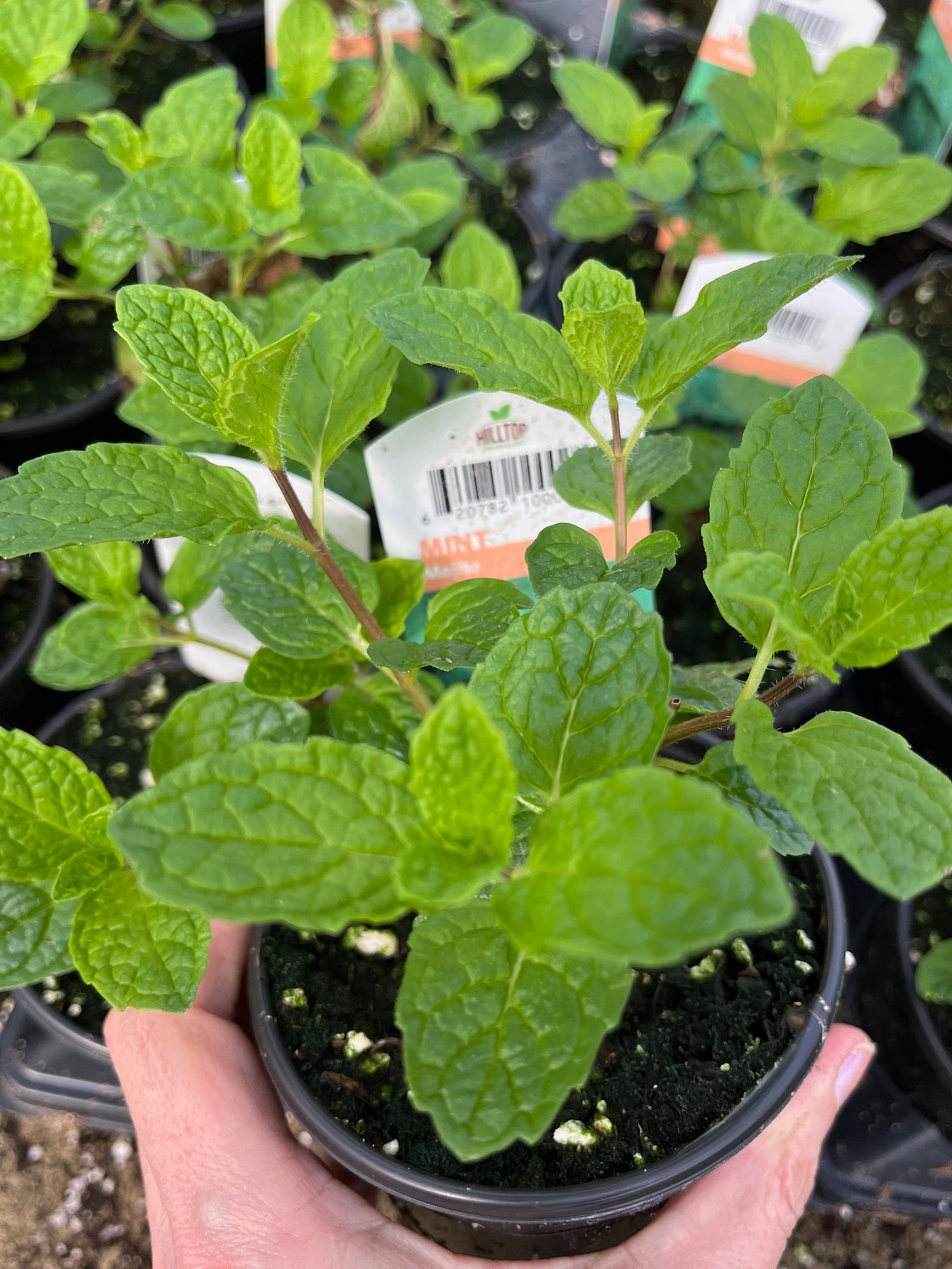 4" Mint