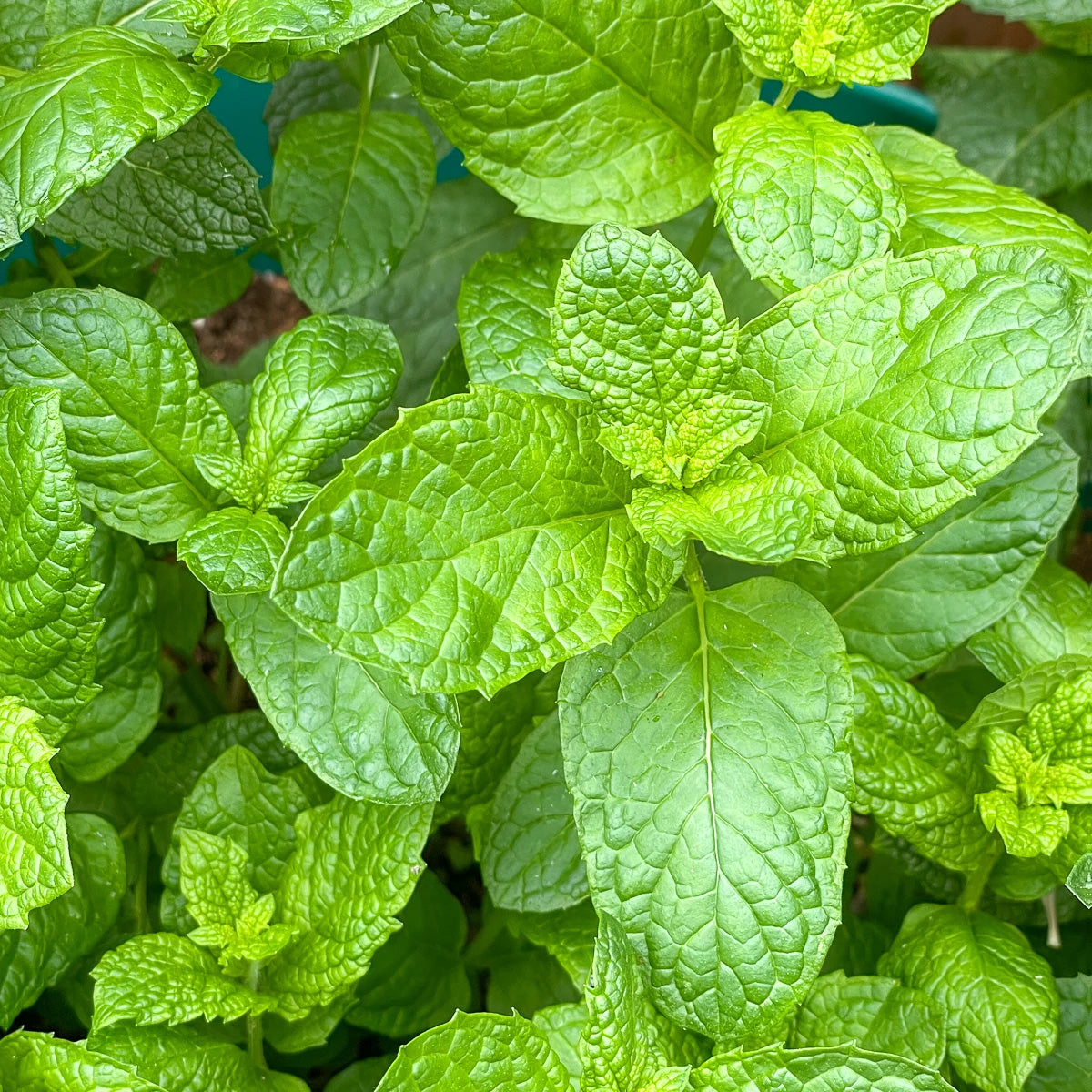 4" Mint