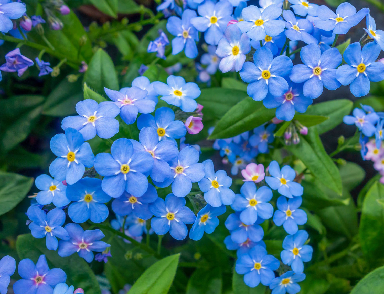 4" Myosotis Mon Ami