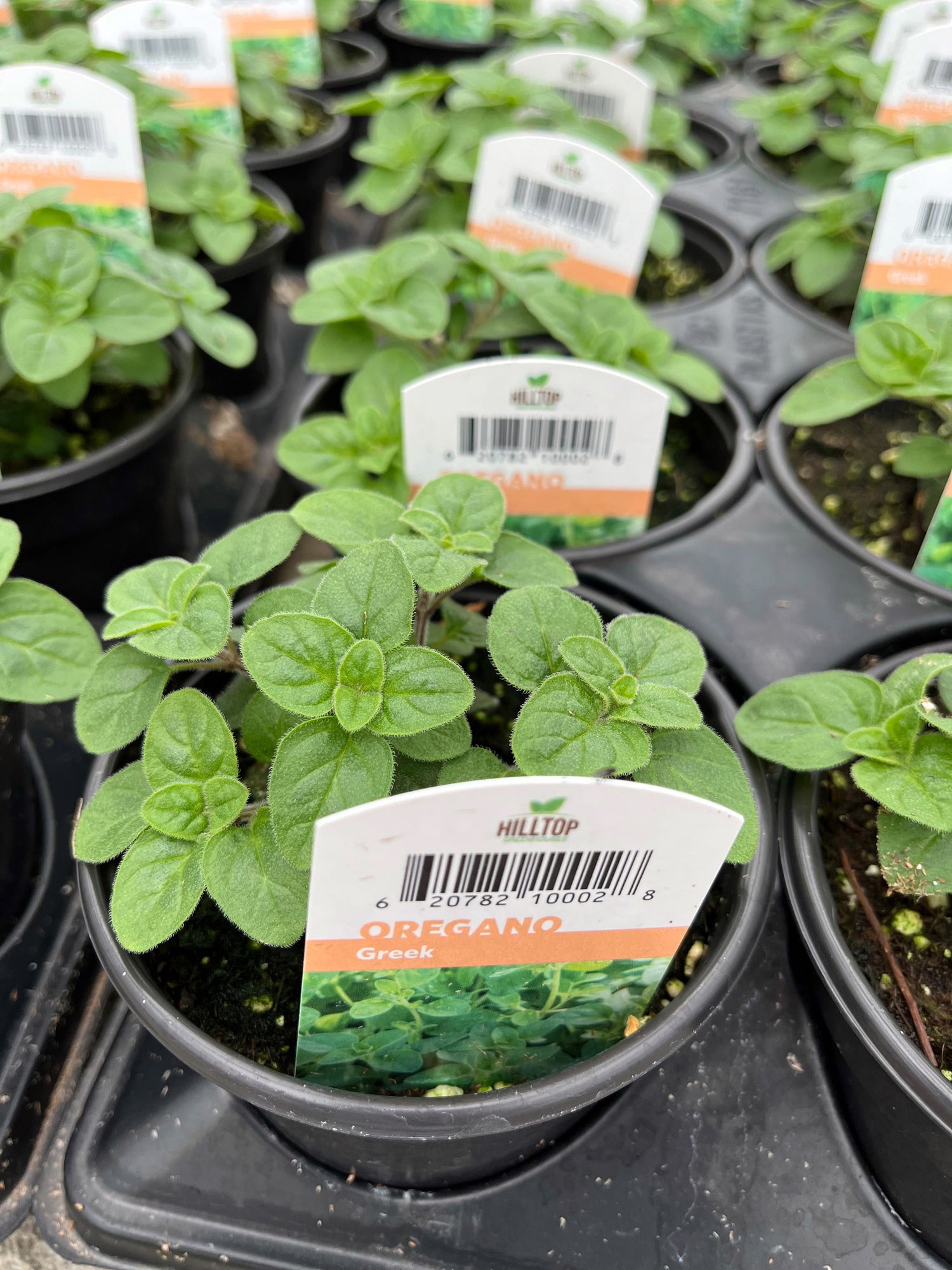 4" Oregano