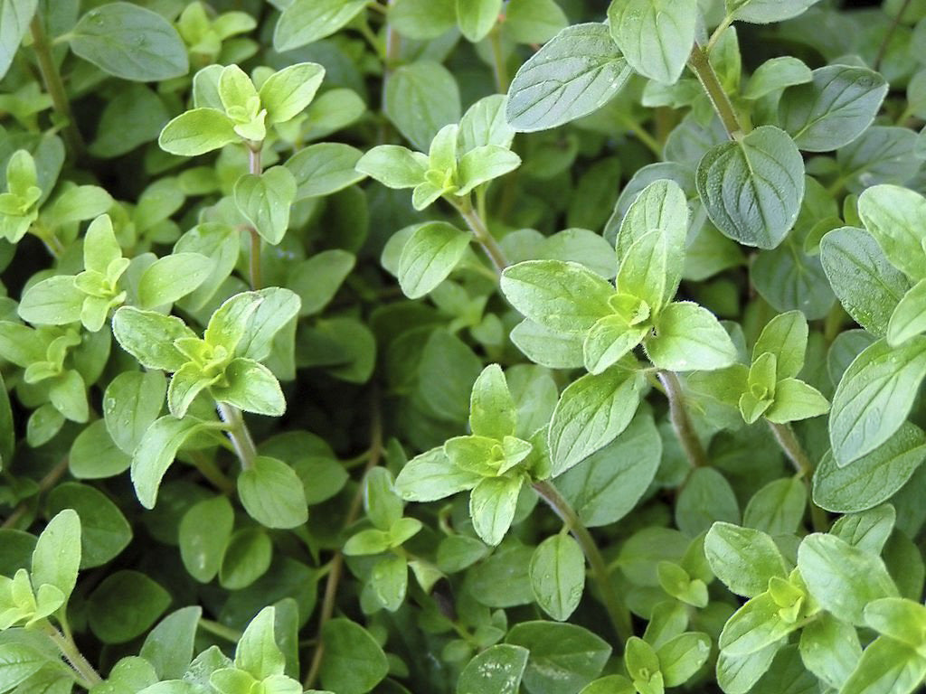 4" Oregano